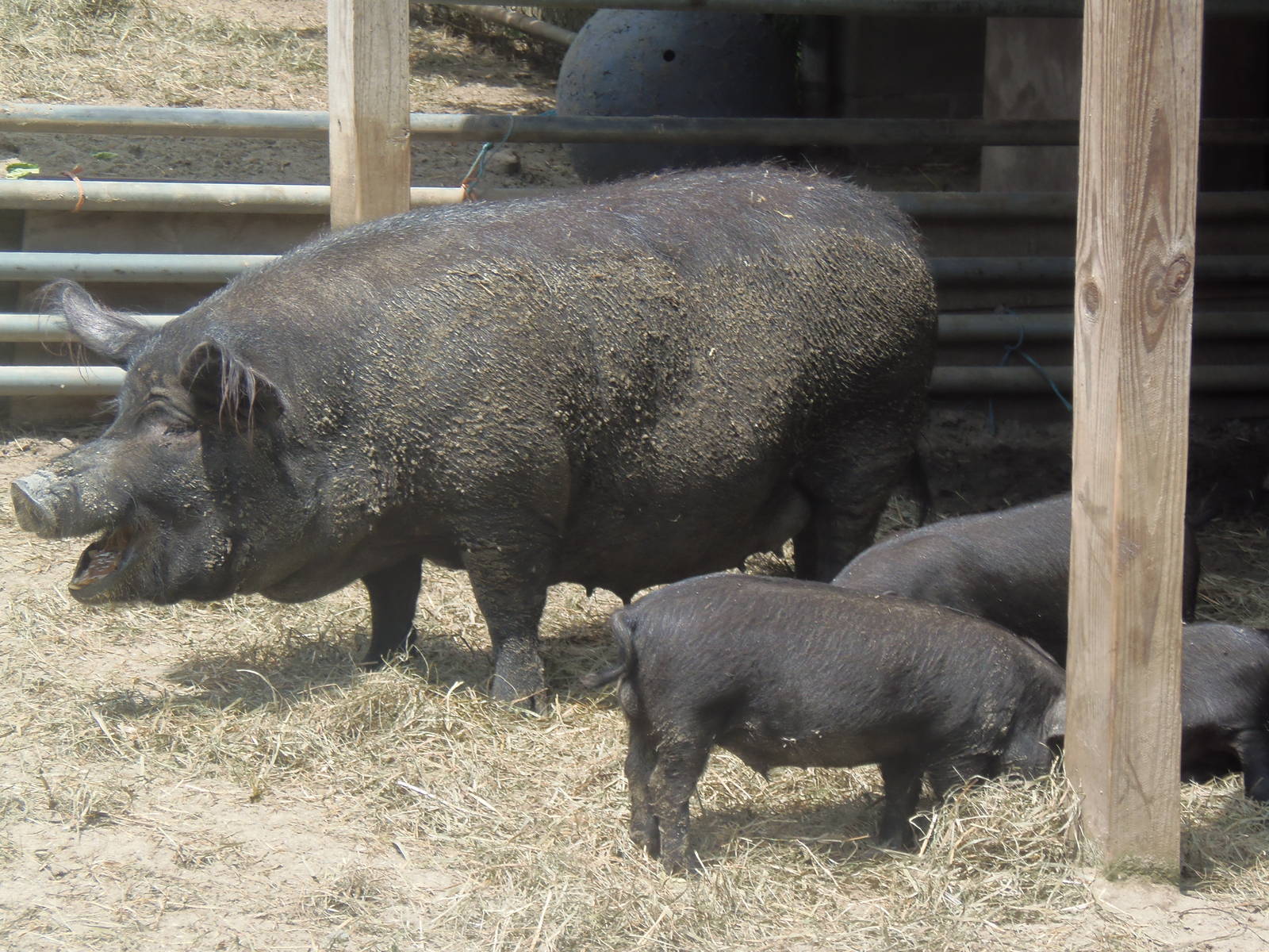New England Farmyard- Olivia and Her Piglets