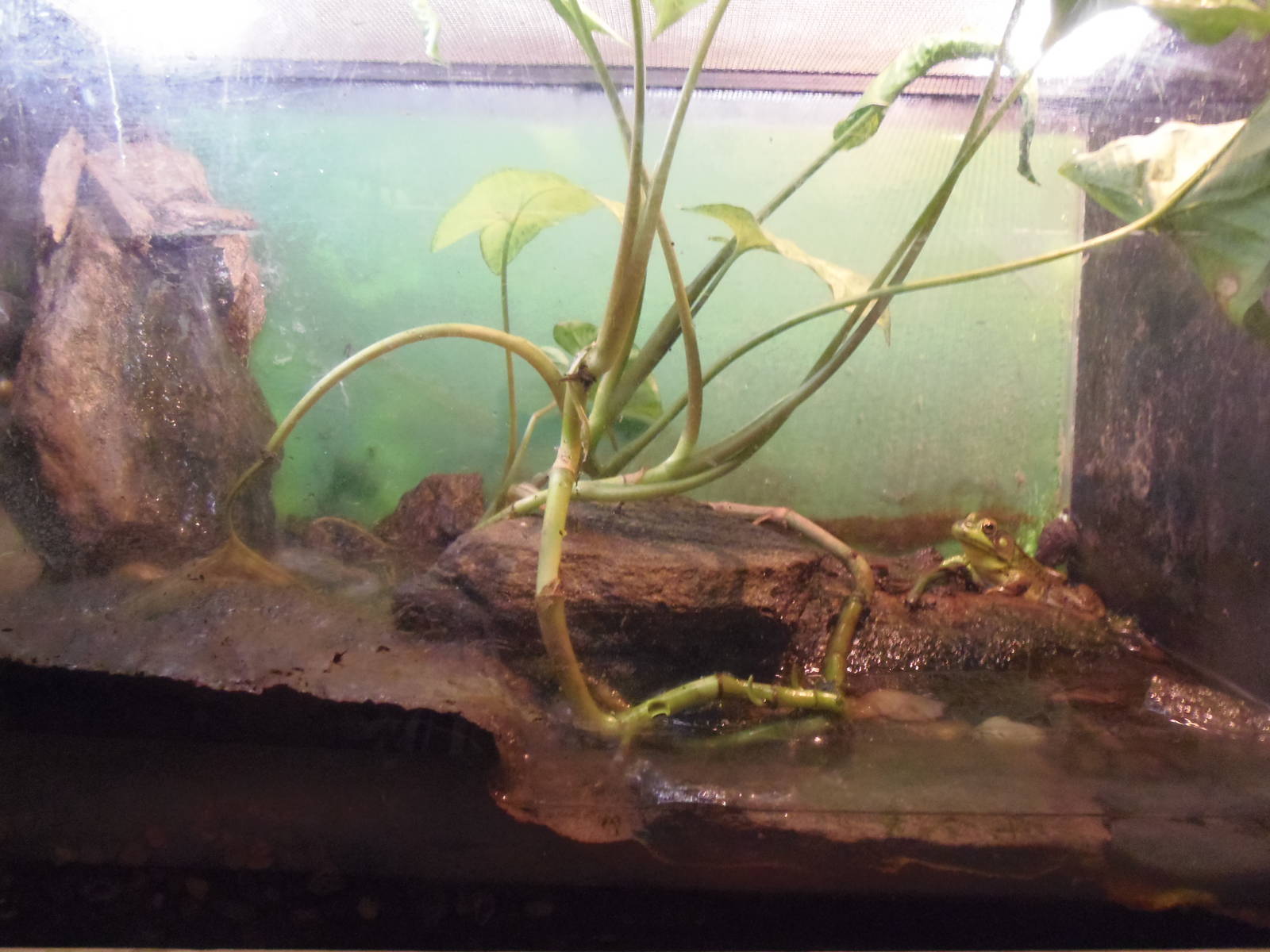 New England Farmyard- Pickerel Frog/Green Frog Exhibit