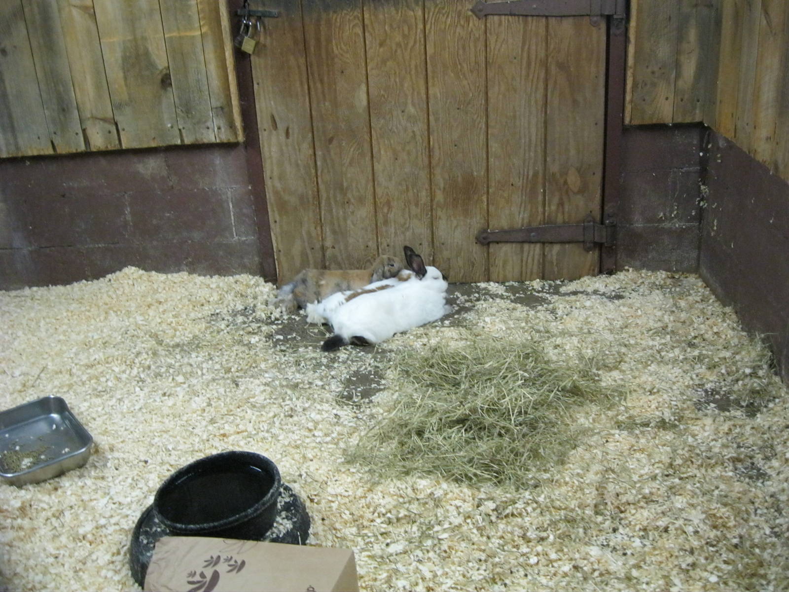 New England Farmyard- Rabbit Exhibit