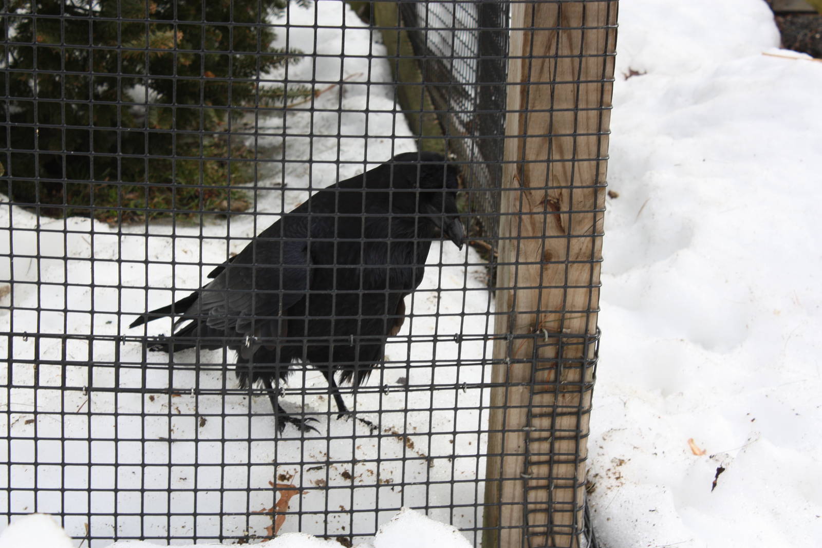 New England Farmyard- Raven