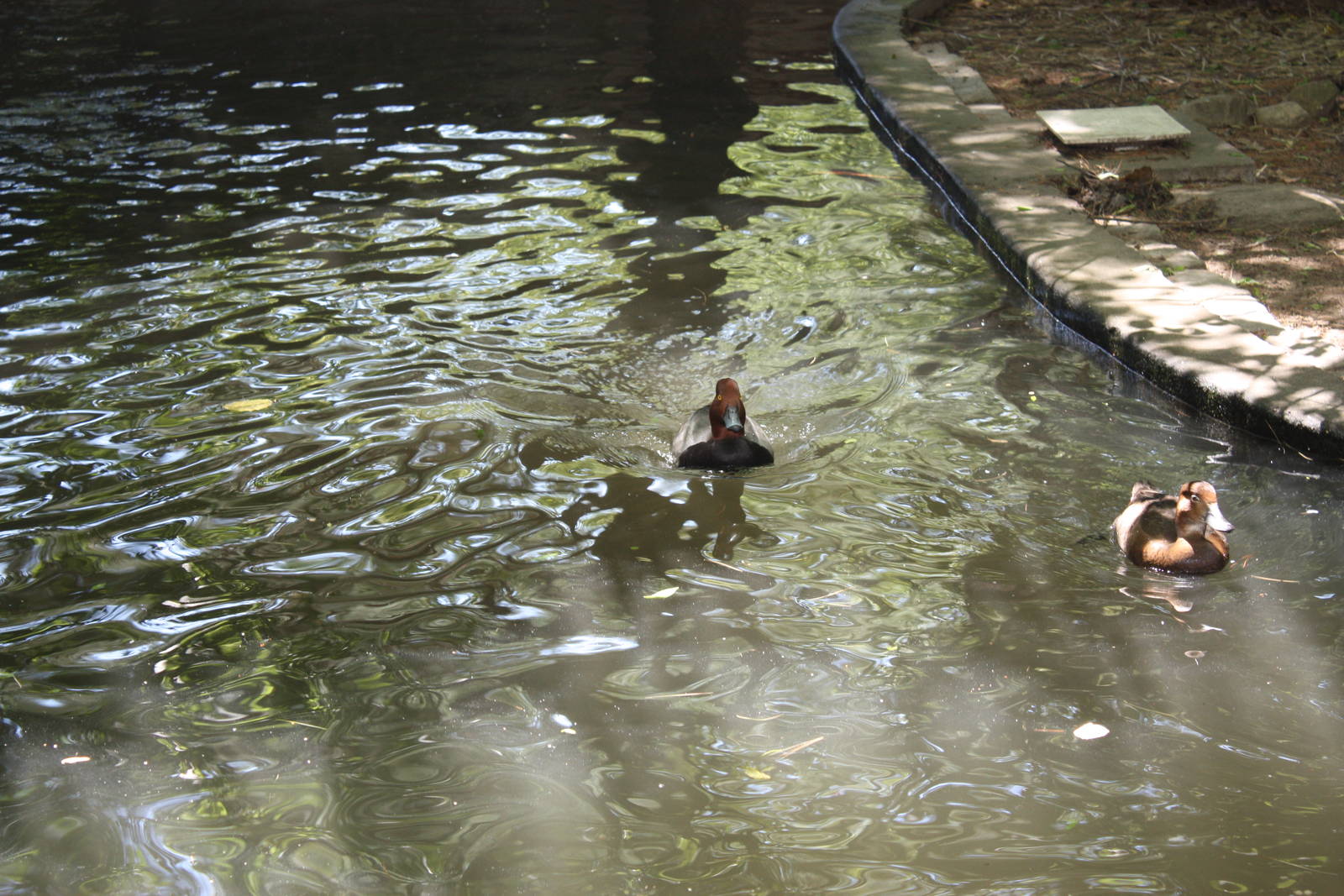 New England Farmyard- Redhead