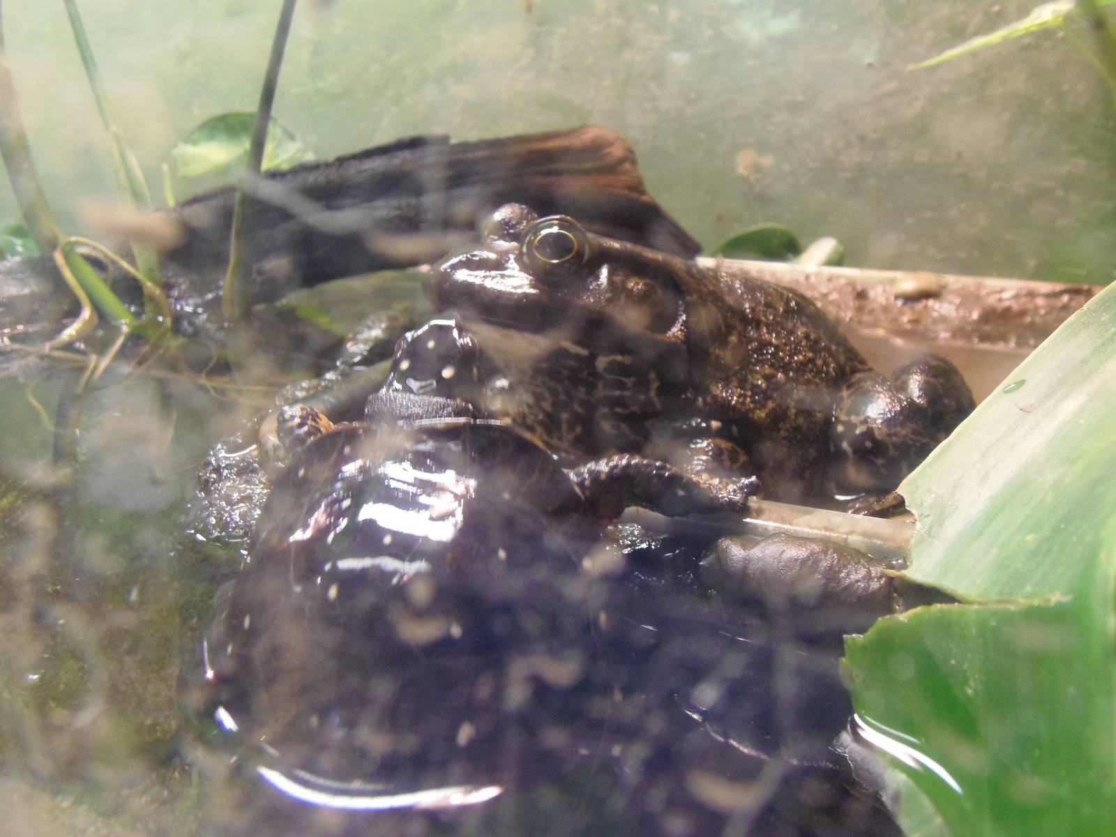 New England Farmyard- Reptiles of CT- Bullfrog and Spotted Turtle