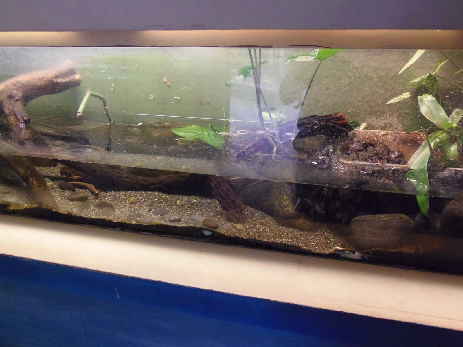 New England Farmyard- Reptiles of CT- Bullfrog/Turtle Exhibit