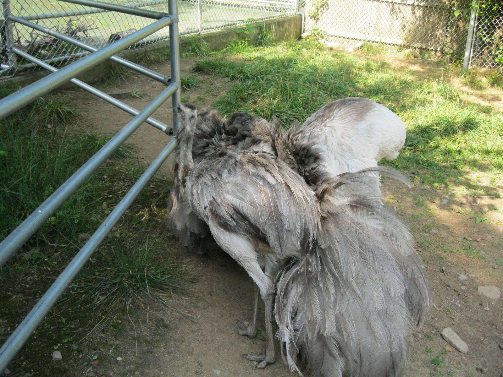New England Farmyard- Rhea Courtship