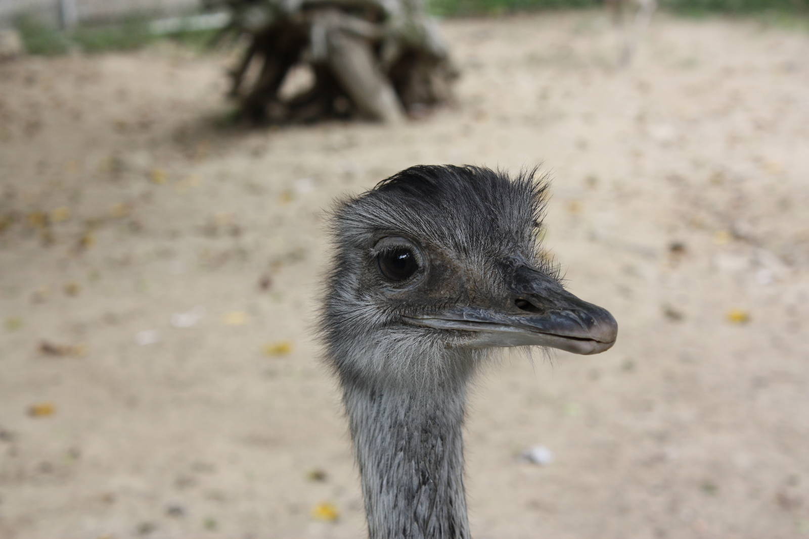 New England Farmyard- Rhea Head