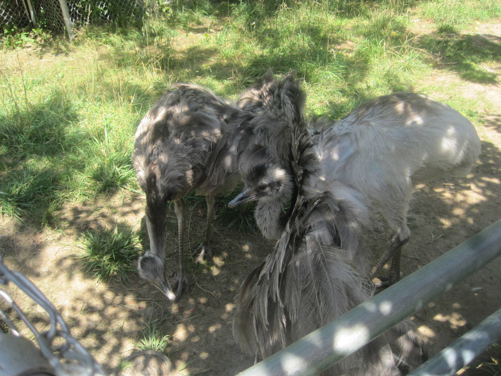 New England Farmyard- Rhea Speading His Wings
