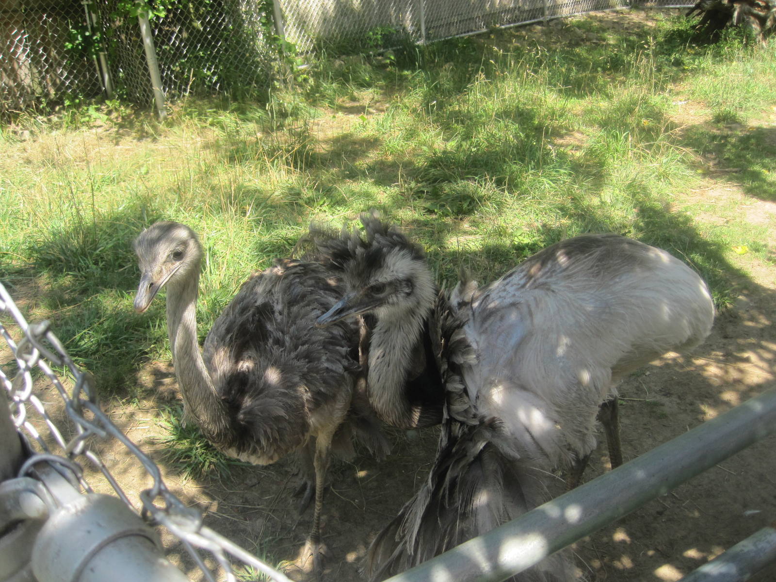 New England Farmyard- Rhea Spreading His Wings