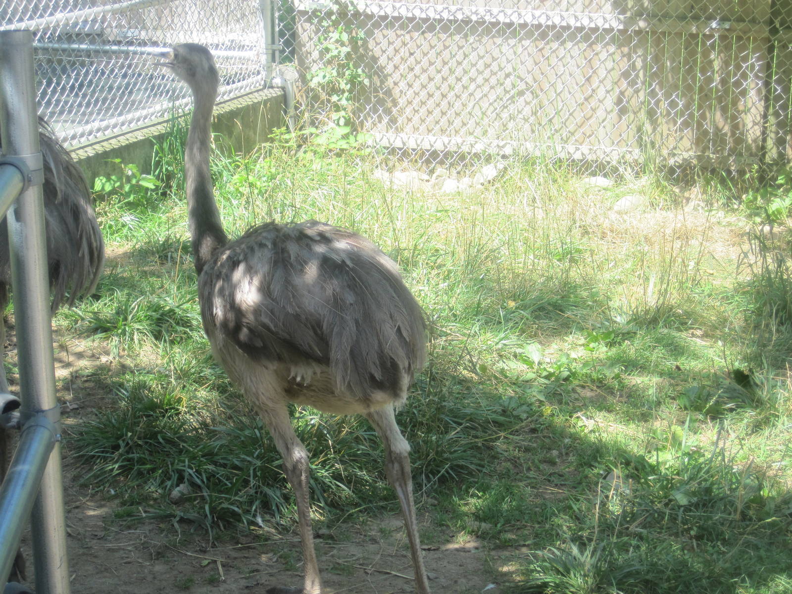 New England Farmyard- Rhea