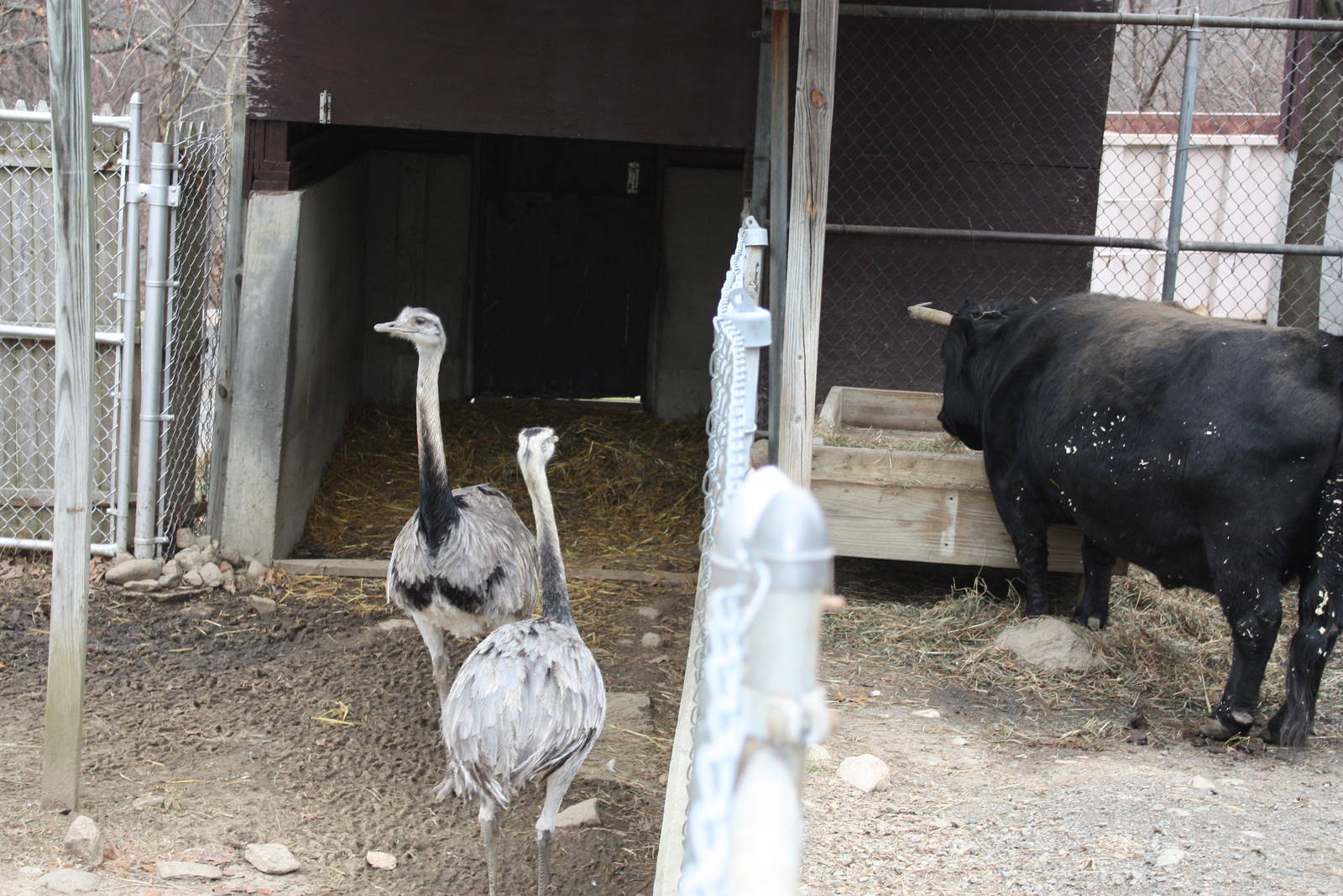 New England Farmyard- Rheas Check Out a Cow