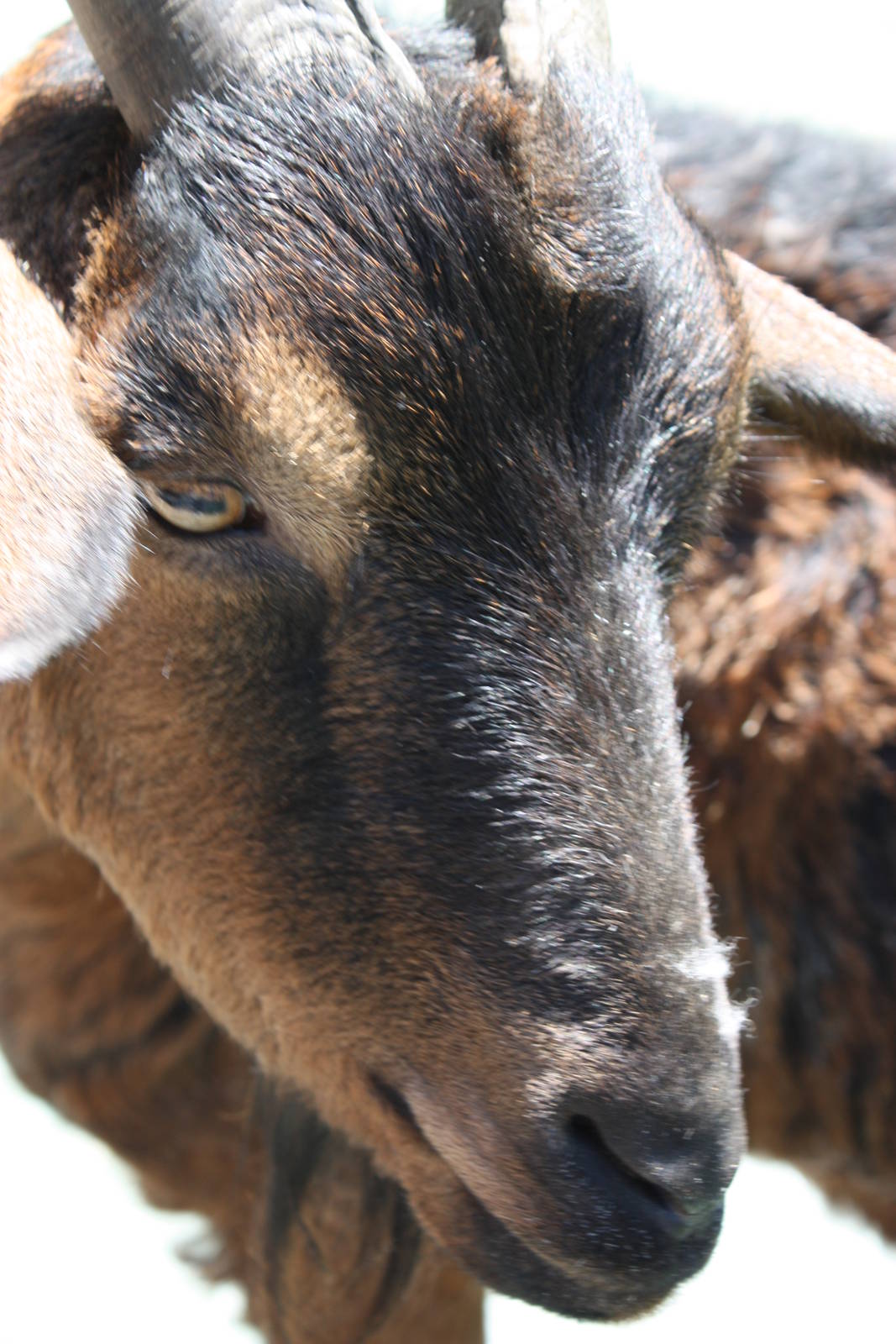 New England Farmyard- San Clemente Goat