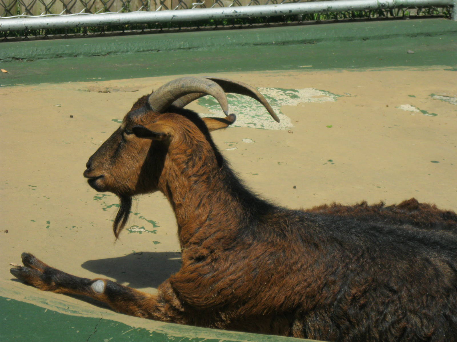 New England Farmyard- San Clemente Goat
