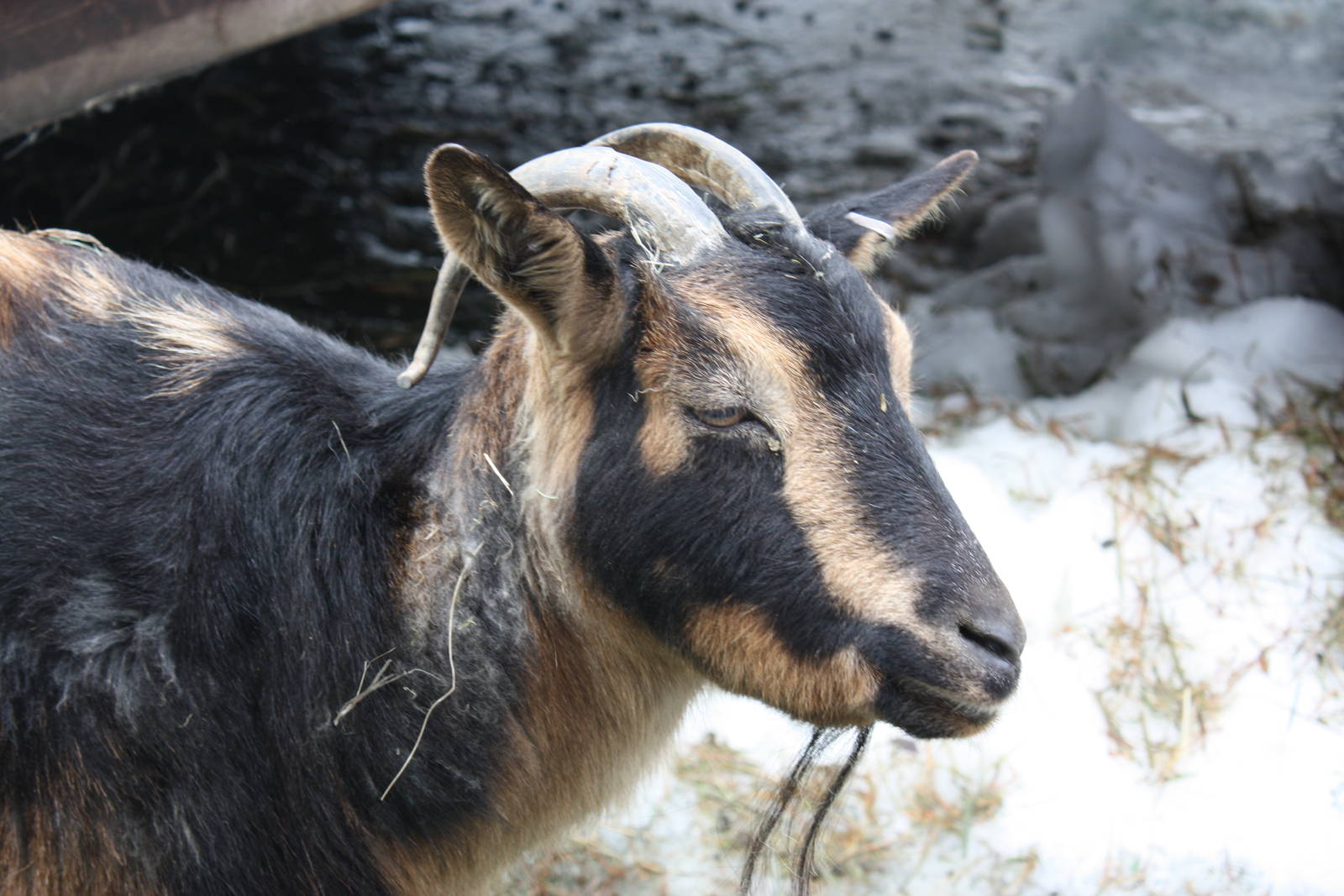 New England Farmyard- San Clemente Goat