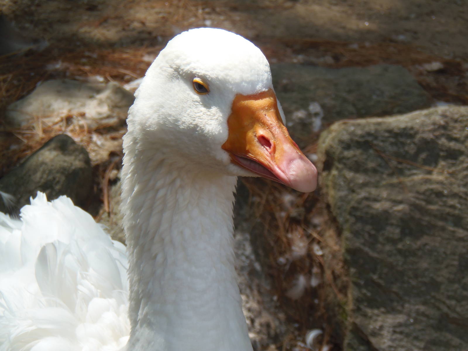 New England Farmyard- Sebastopol Goose