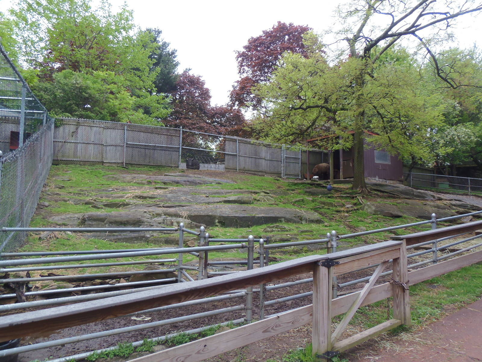 New England Farmyard- Sheep Exhibit With Cow in Background