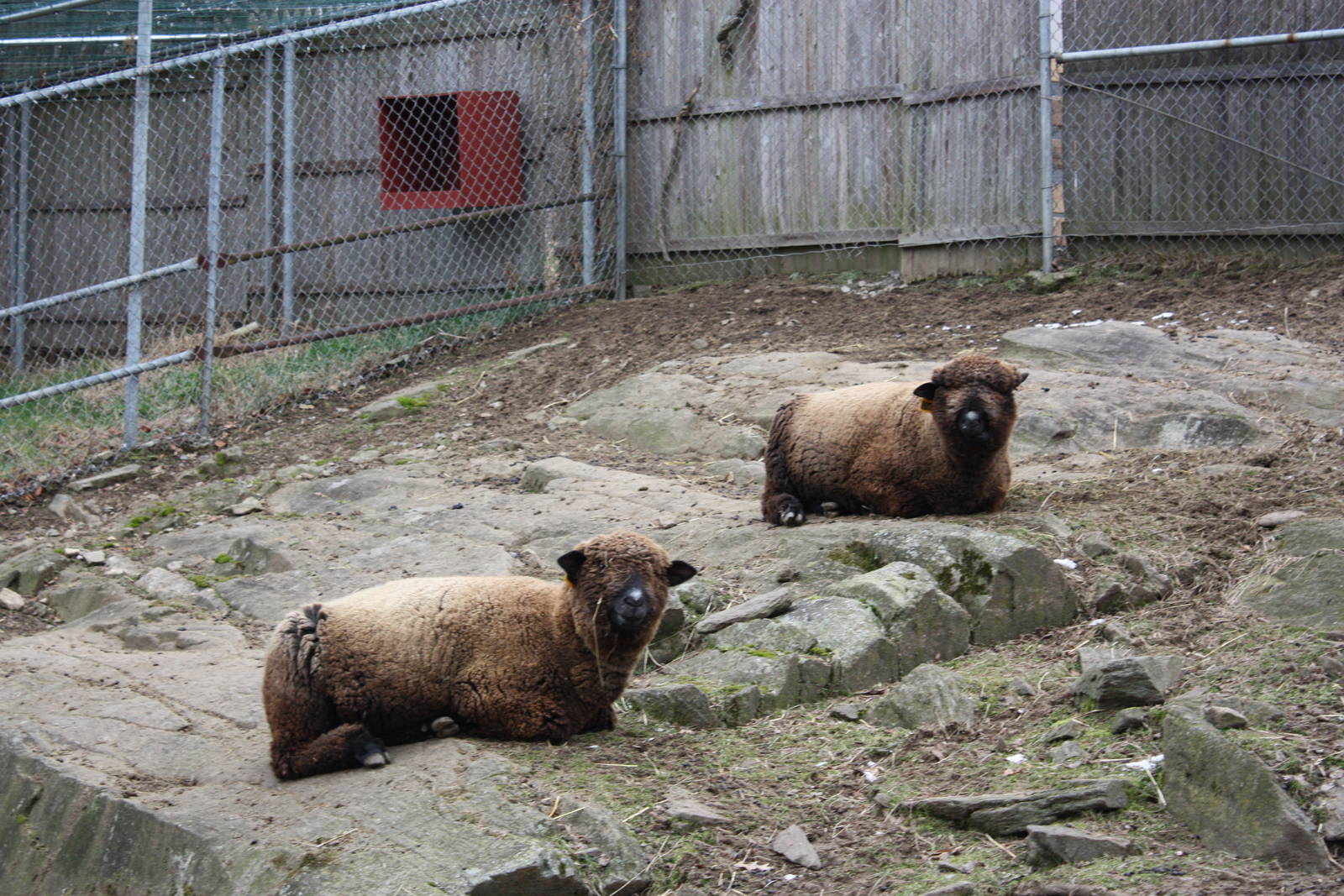 New England Farmyard- Sheep