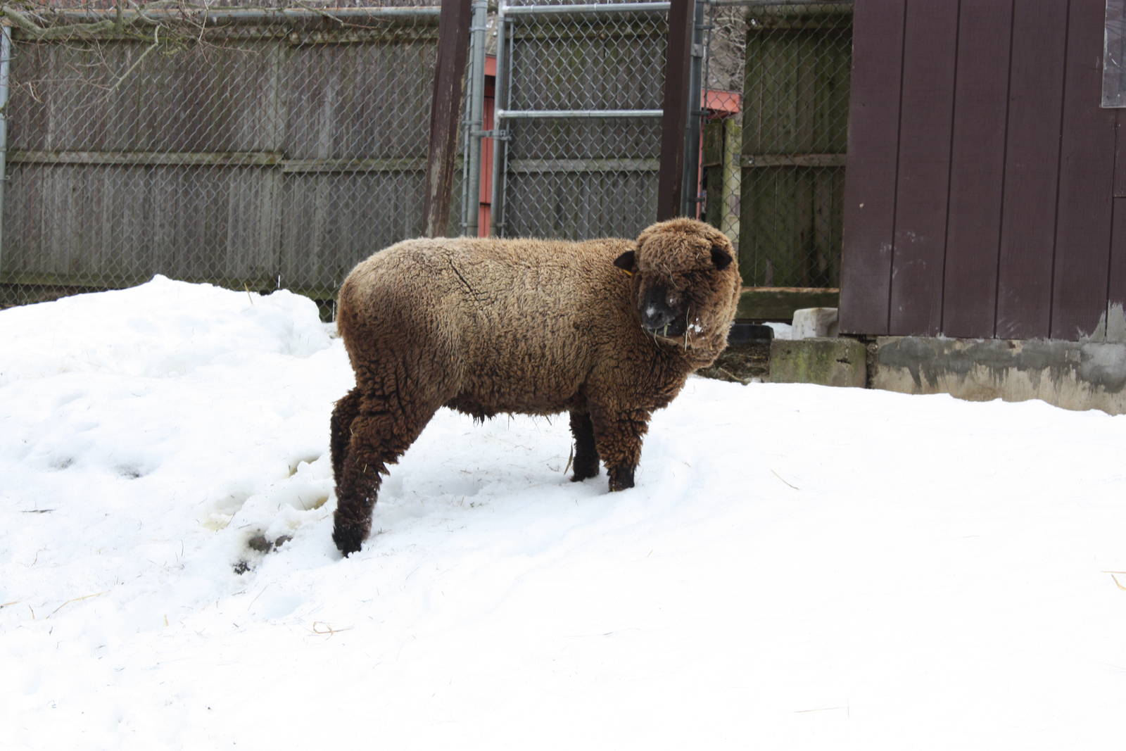 New England Farmyard- Sheep
