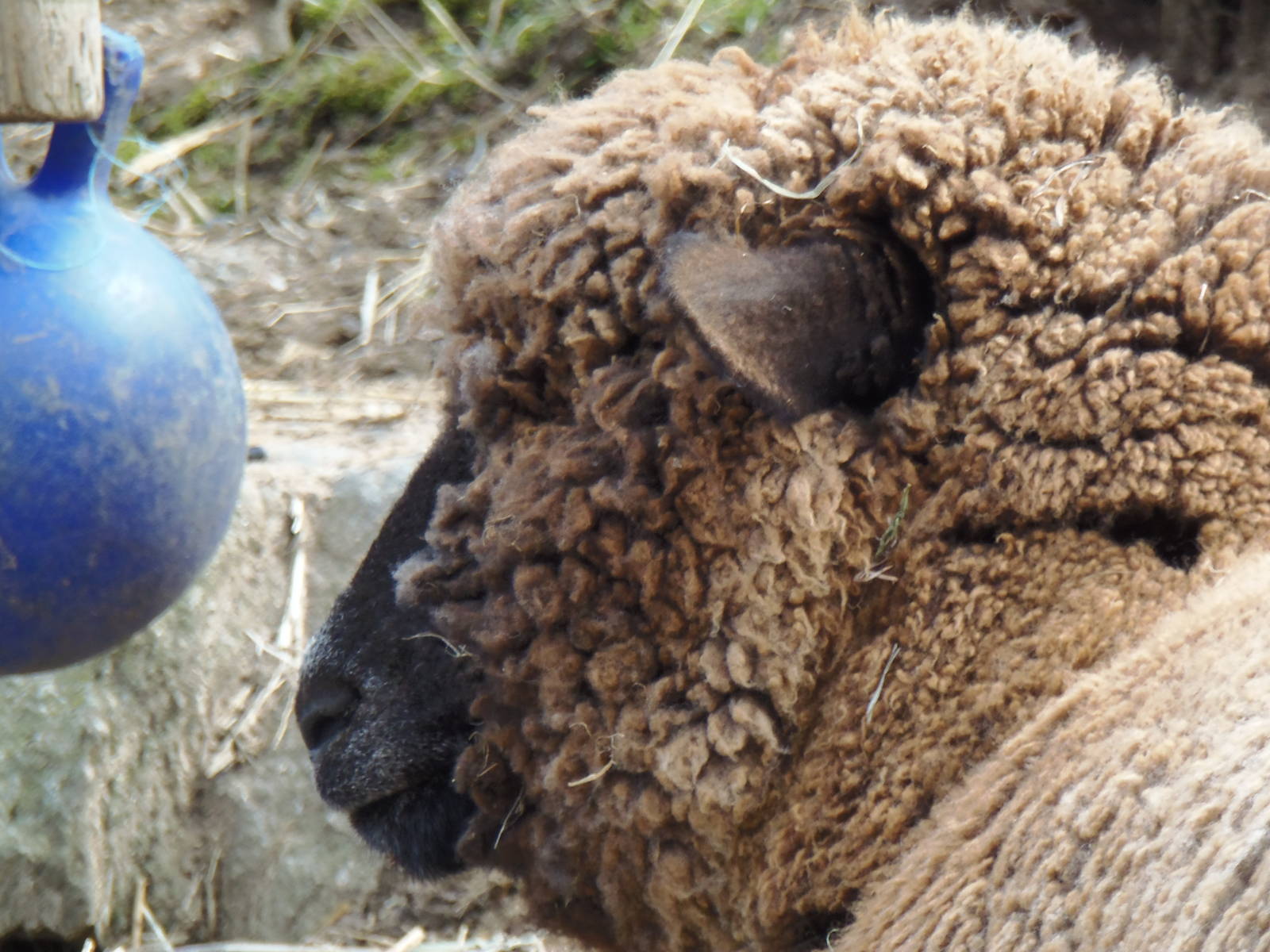 New England Farmyard- Sheep