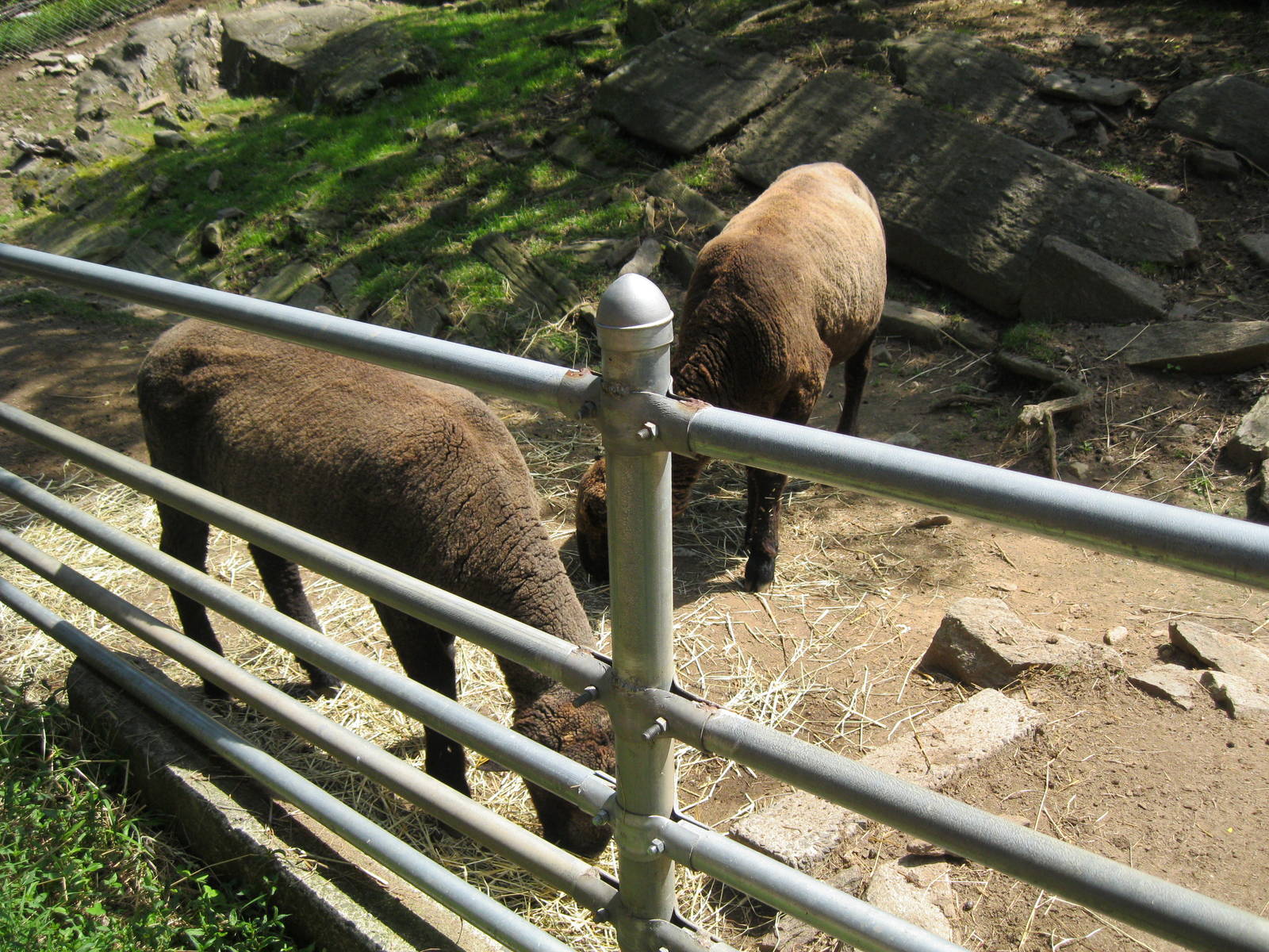 New England Farmyard- Sheered Sheep