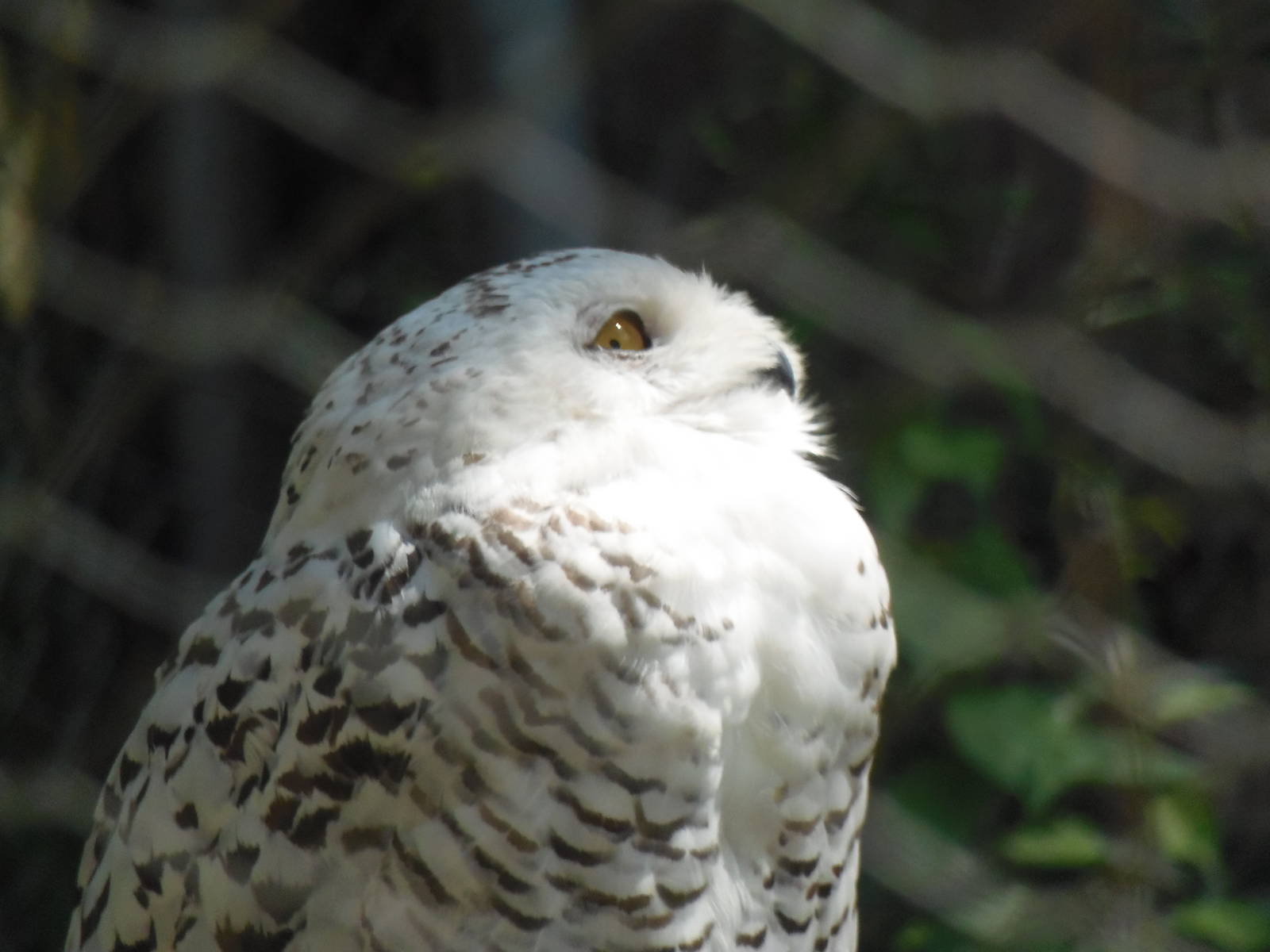 New England Farmyard- Snowy Owl Close-Up