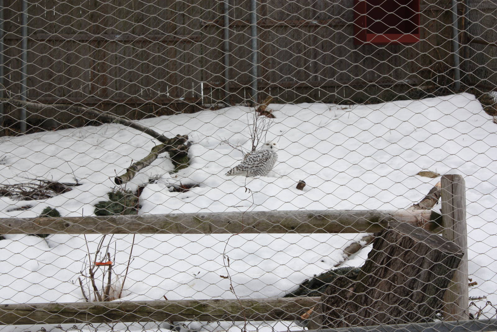 New England Farmyard- Snowy Owl Enjoying Snow
