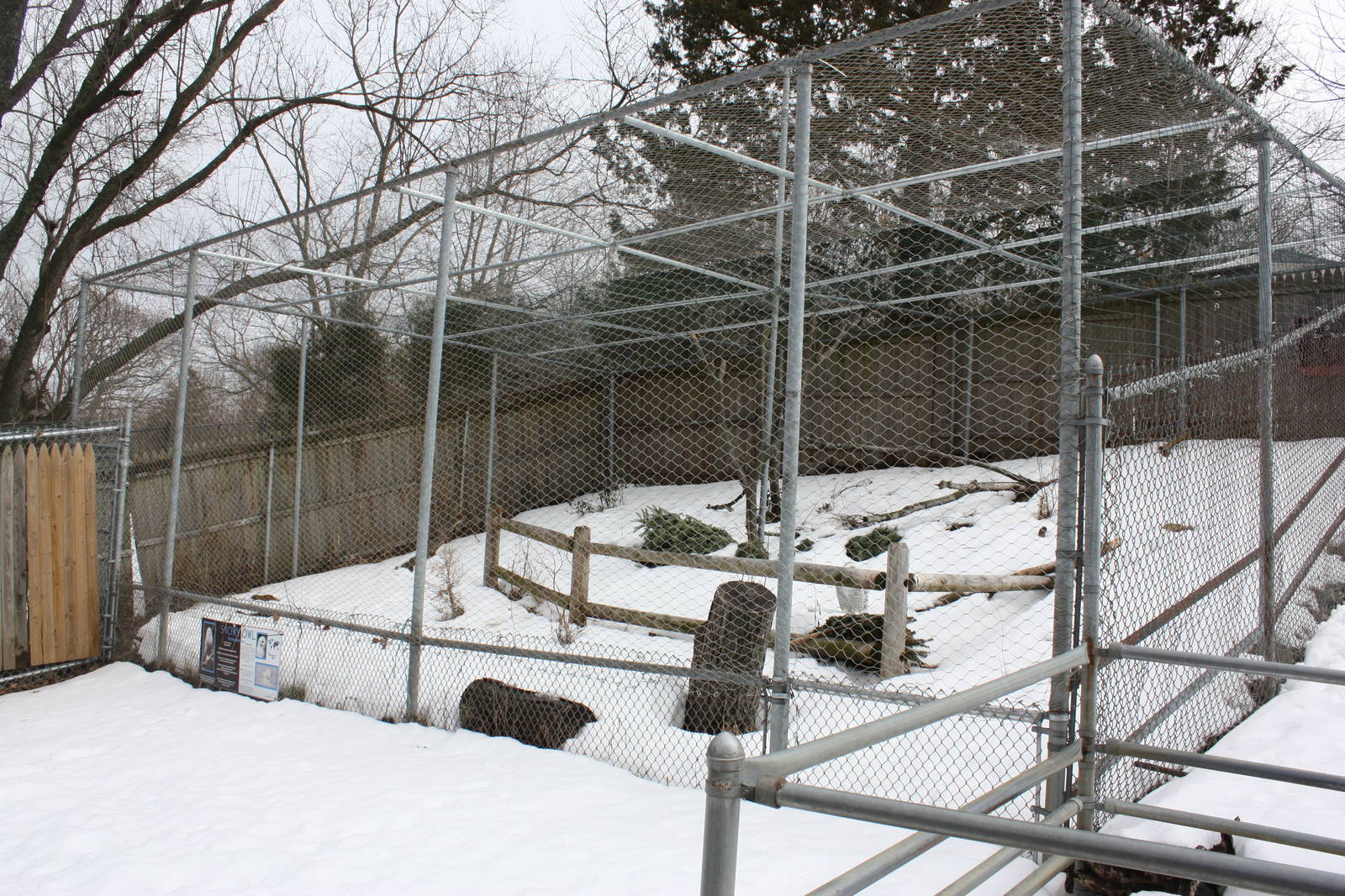 New England Farmyard- Snowy Owl Exhibit