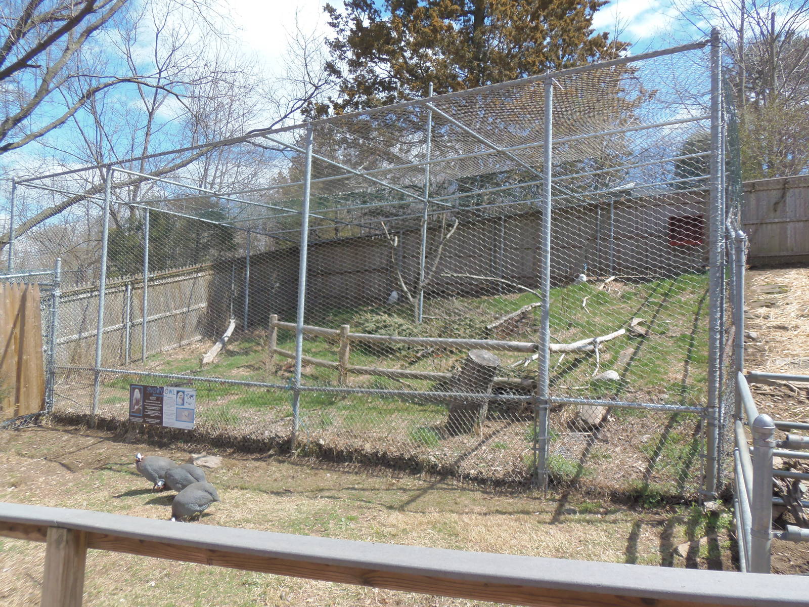 New England Farmyard- Snowy Owl Exhibit