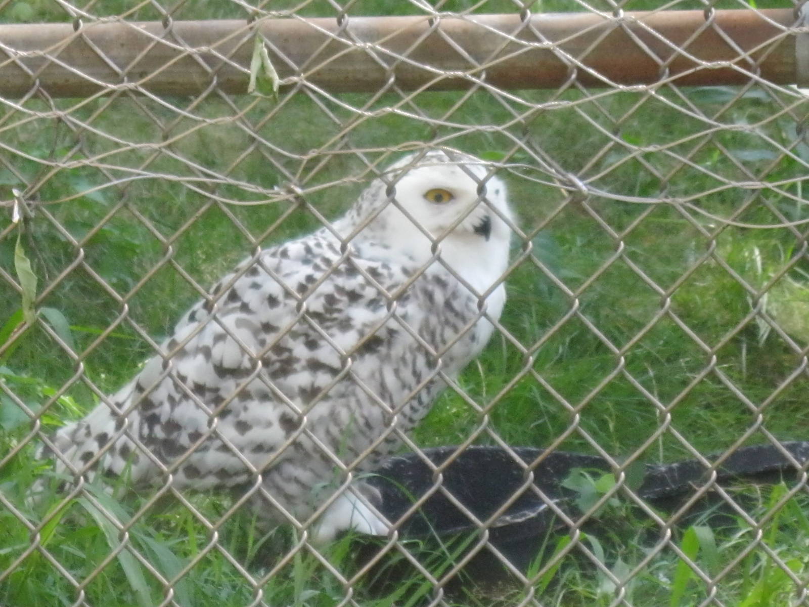 New England Farmyard- Snowy Owl