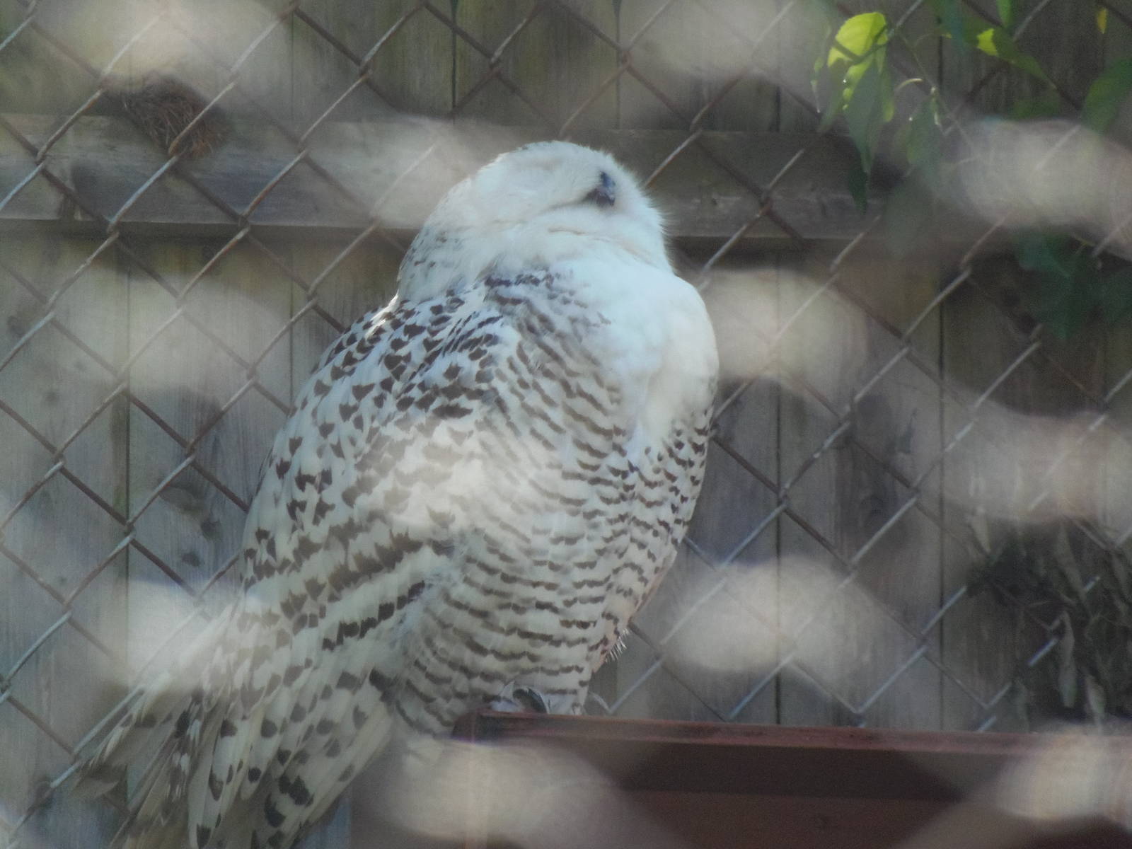 New England Farmyard- Snowy Owl