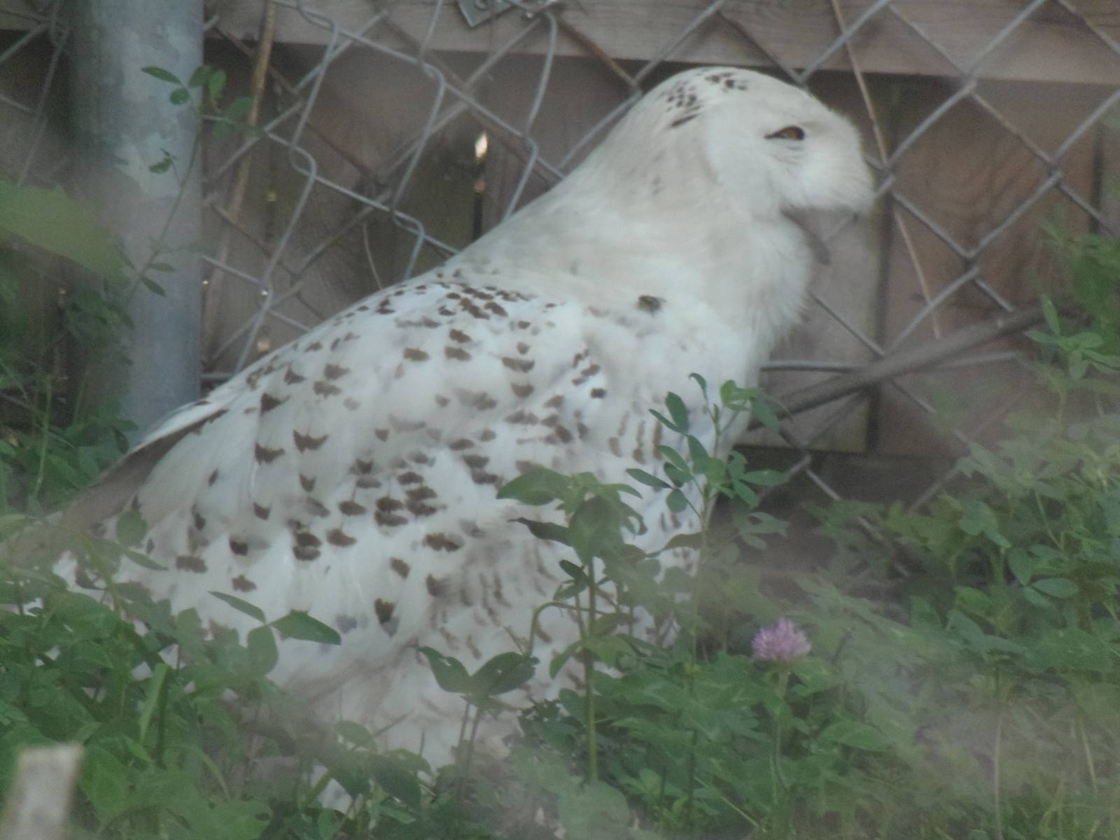 New England Farmyard- Snowy Owl