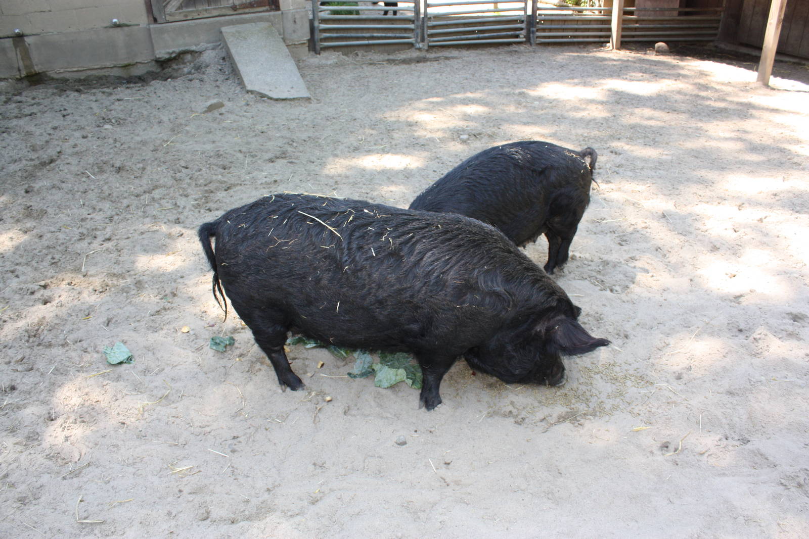 New England Farmyard- Stop Hogging All the Food!