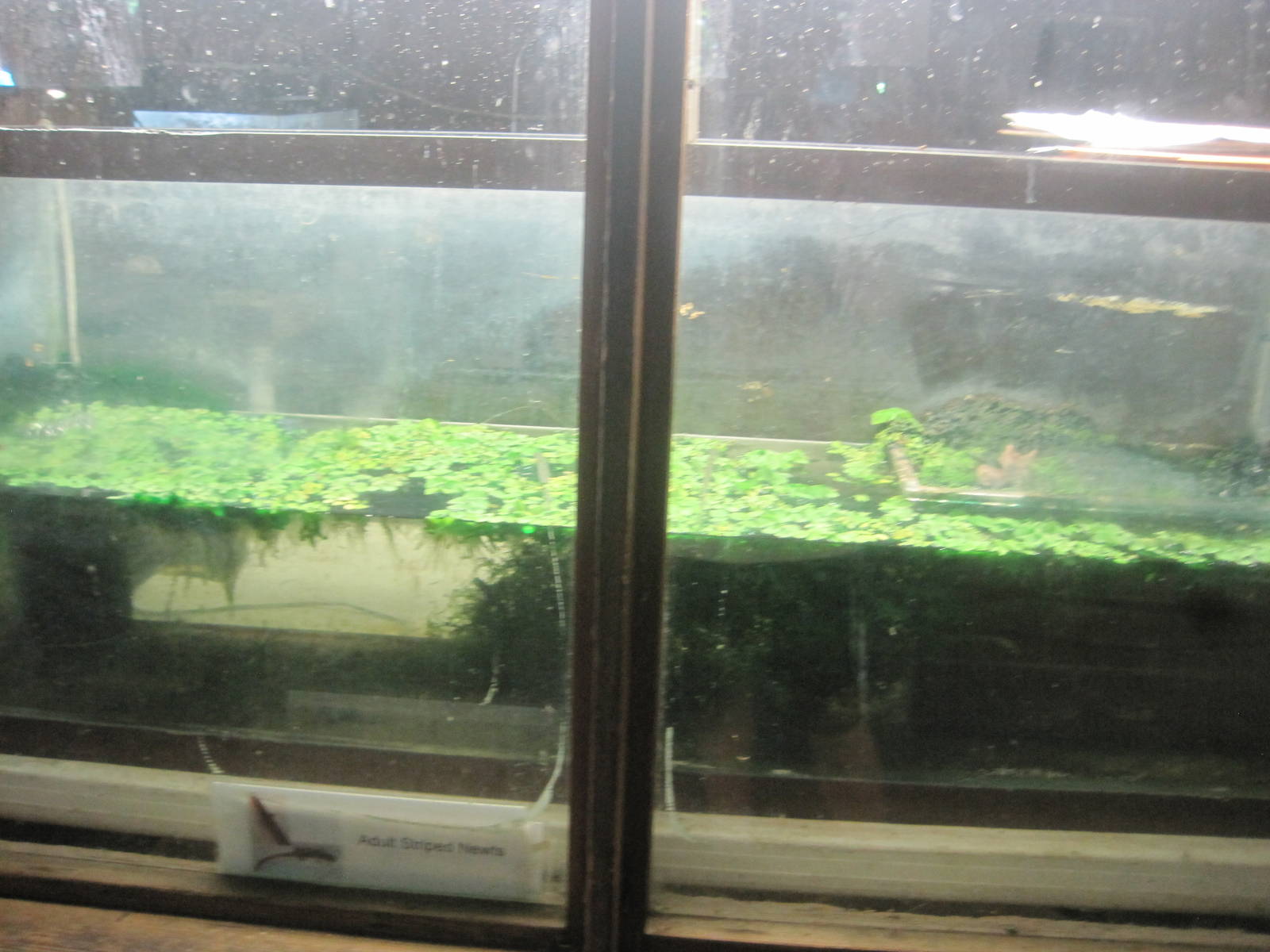 New England Farmyard- Striped Newt Breeding