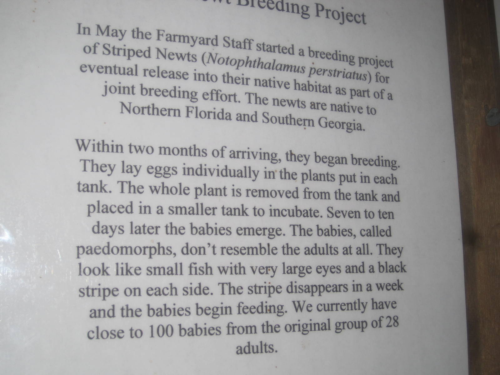 New England Farmyard- Striped Newt Signage