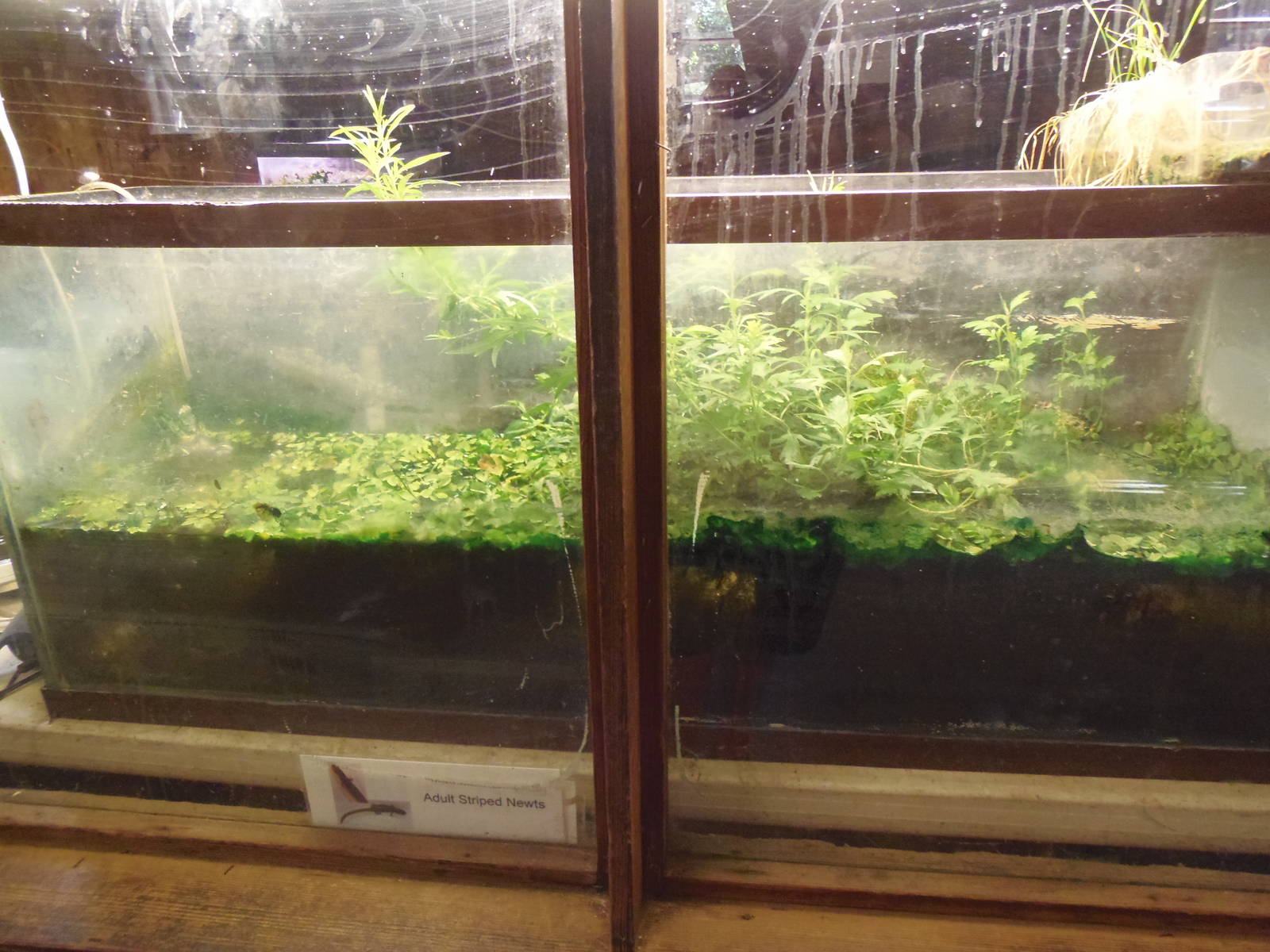 New England Farmyard- Striped Newt Tank