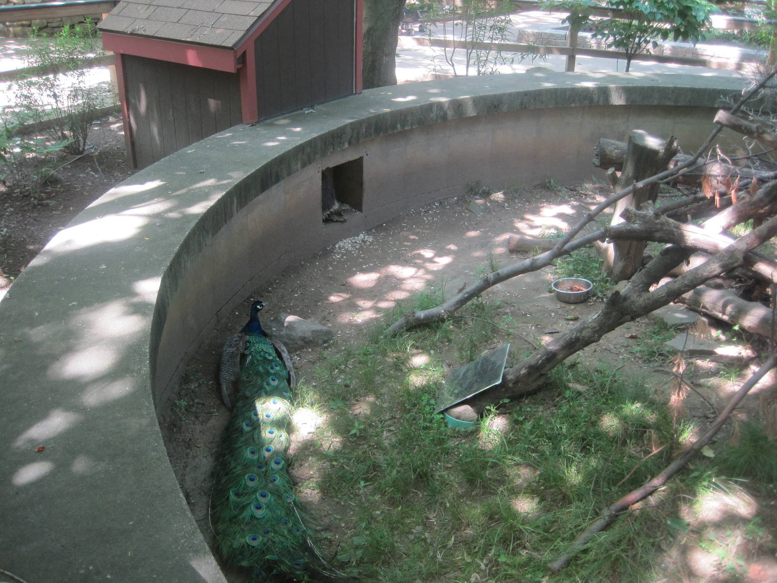 New England Farmyard- The Porcupine and the Peafowl