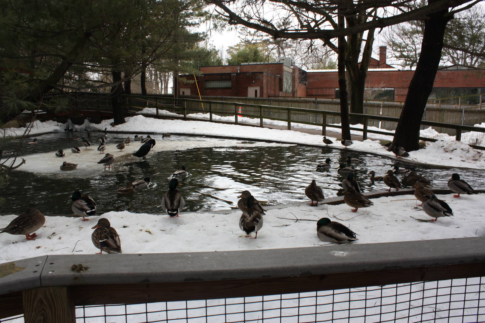 New England Farmyard- Waterfowl Pond #1