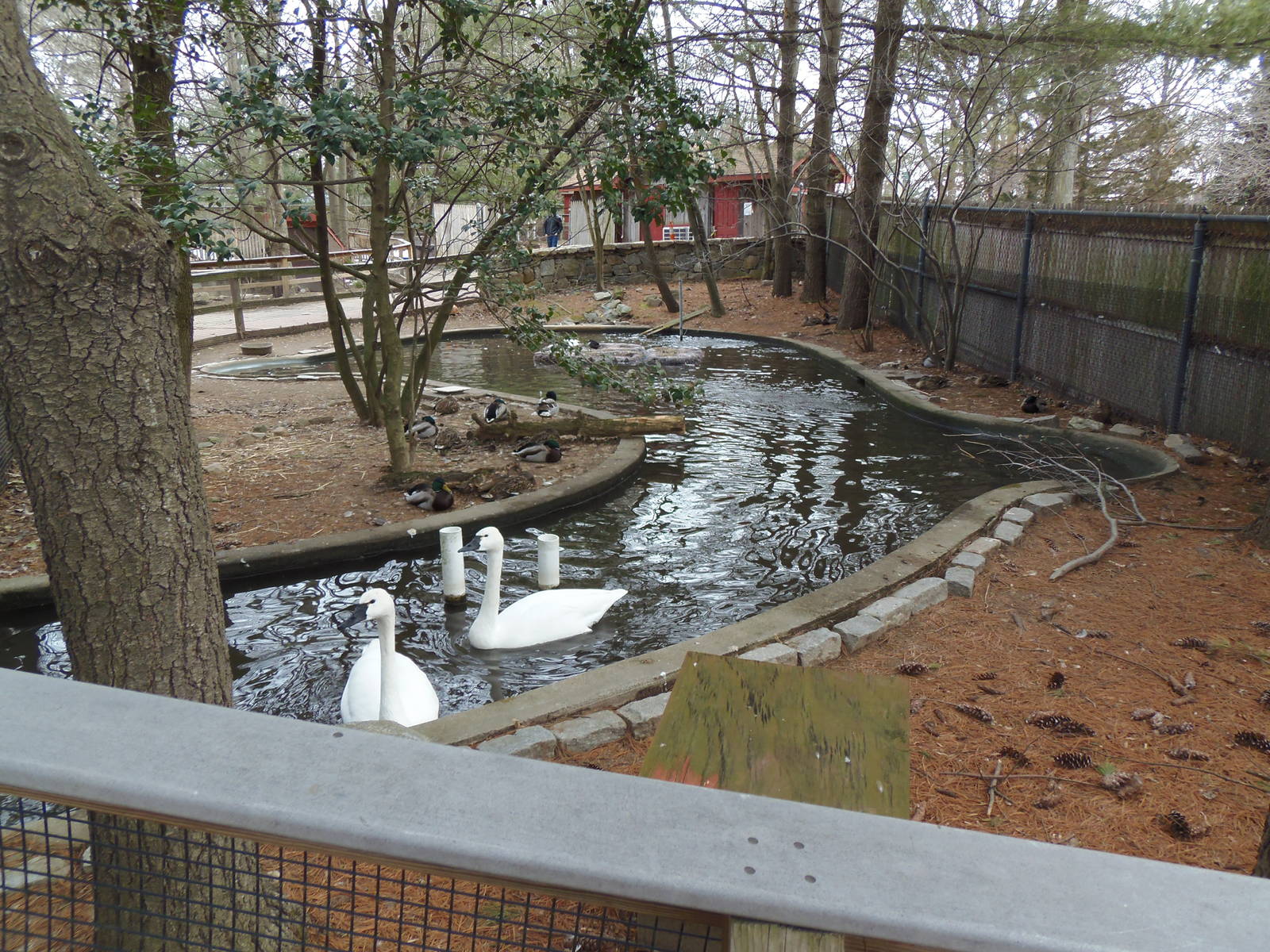 New England Farmyard- Waterfowl Pond #2