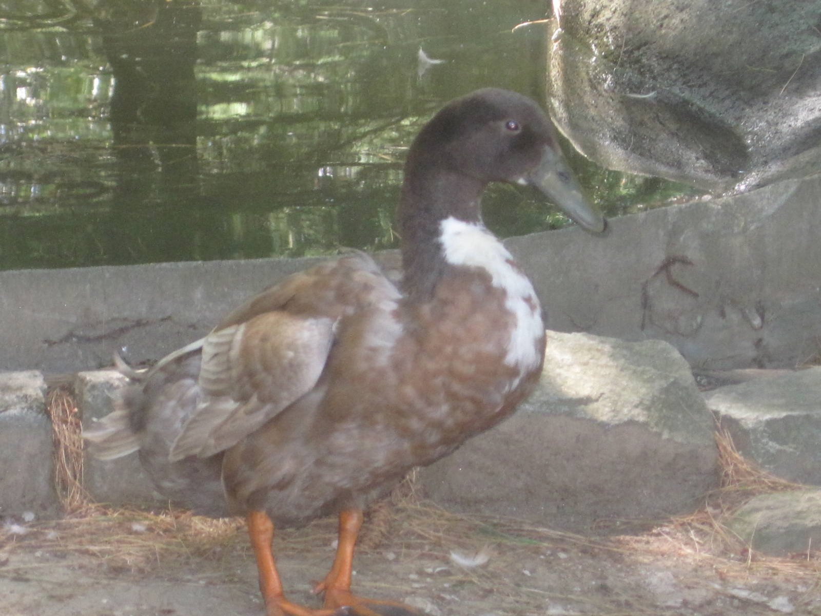 New England Farmyard- Welsh Harlequin