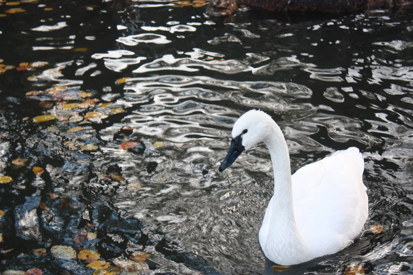 New England Farmyard- Whistling Swan