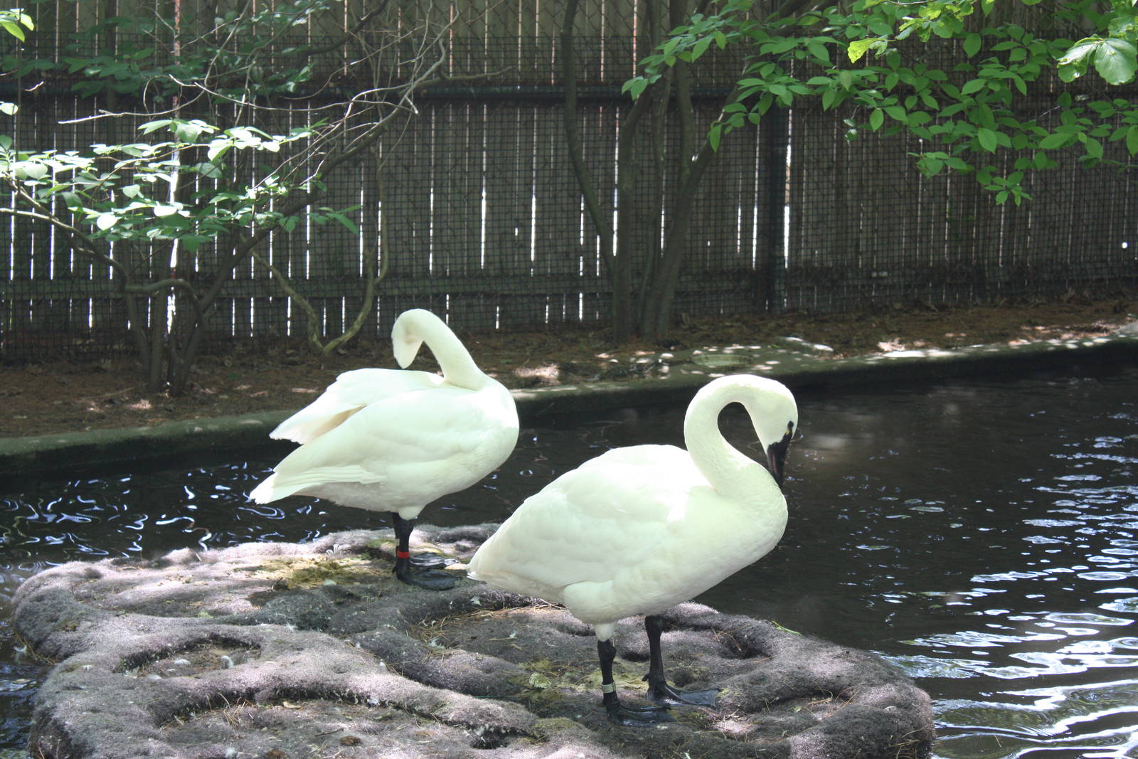 New England Farmyard- Whistling Swans