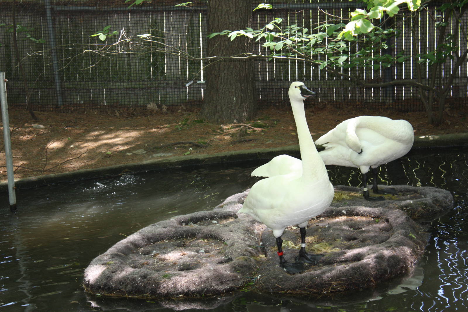 New England Farmyard- Whistling Swans