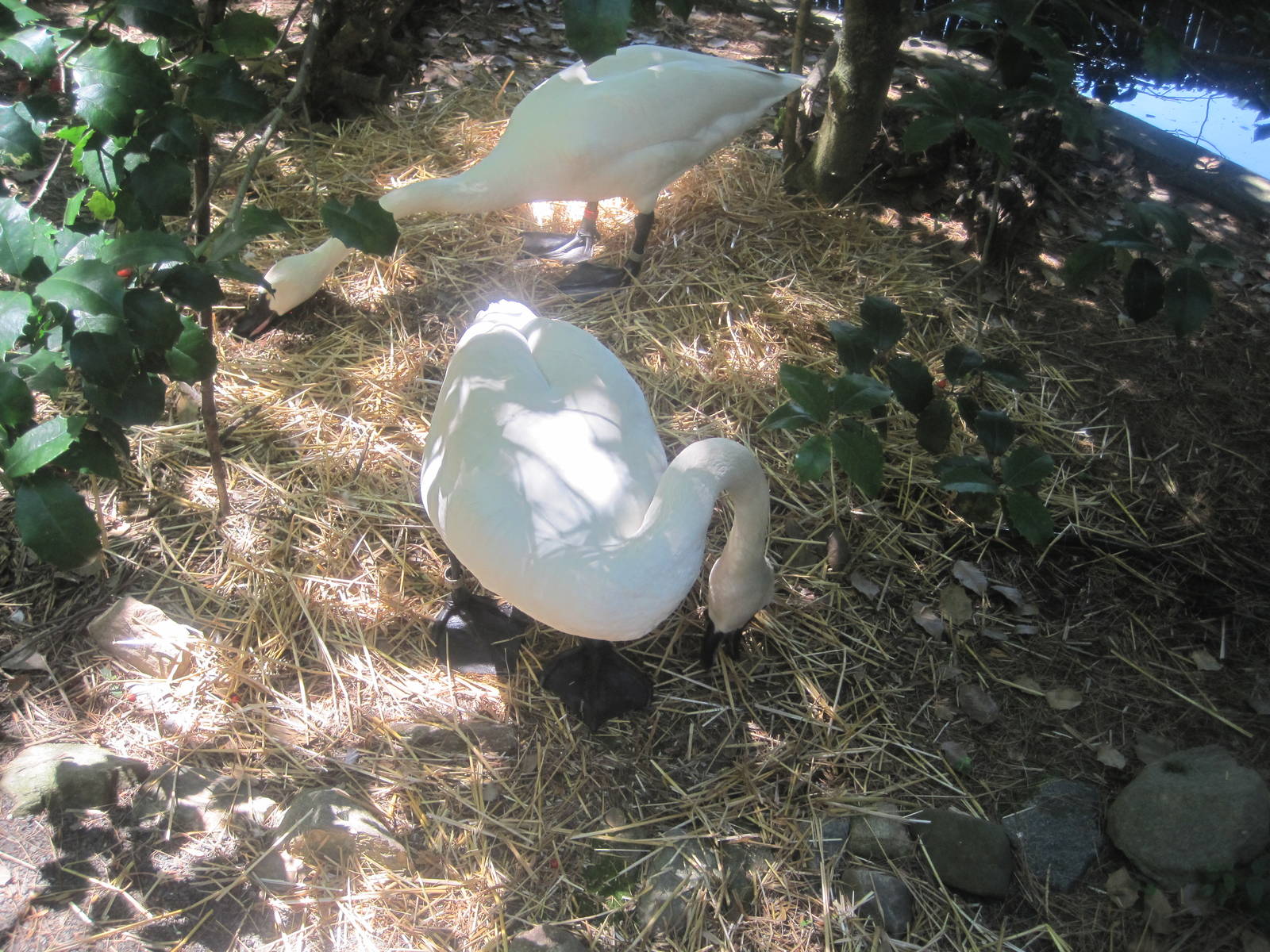 New England Farmyard- Whistling swans