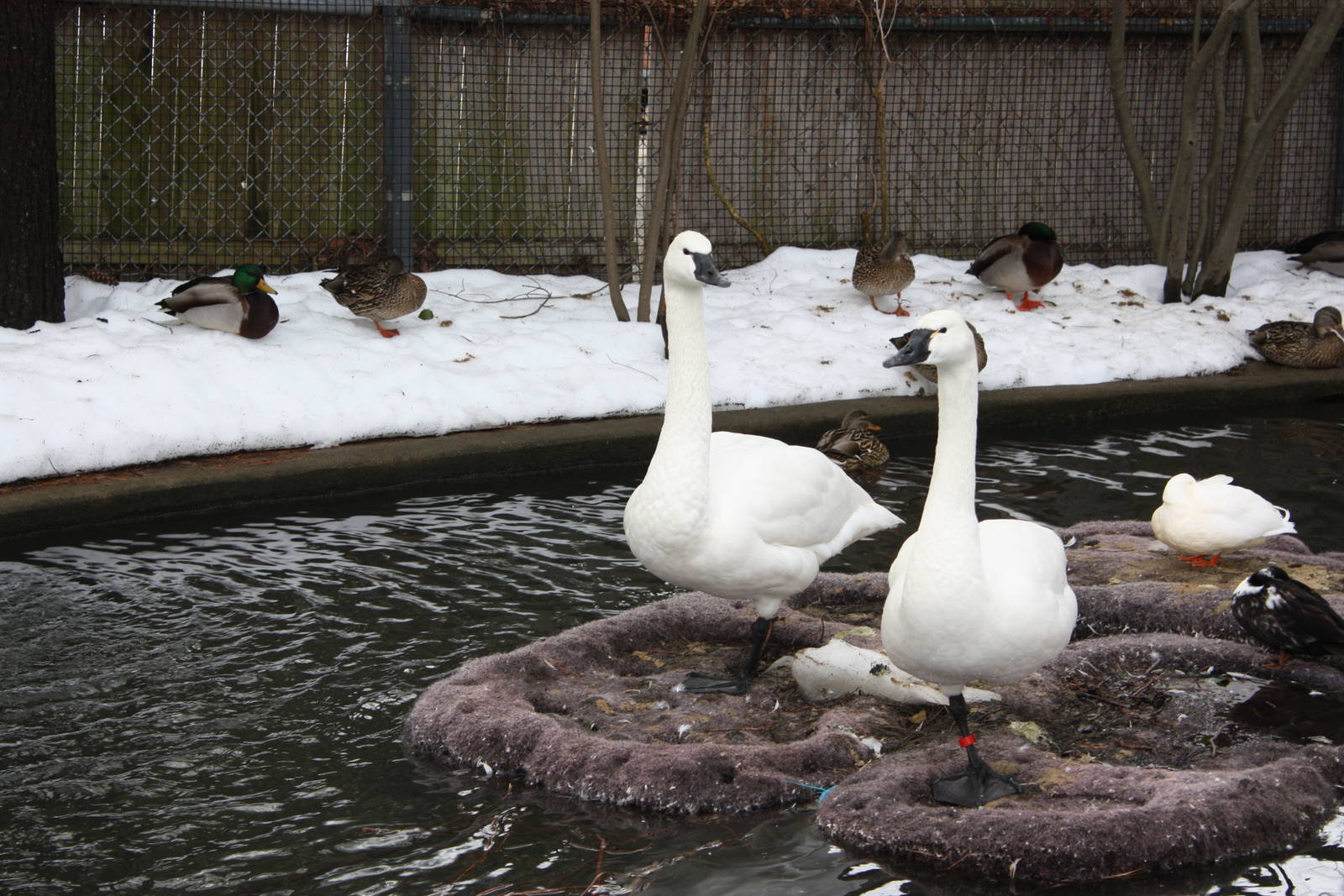 New England Farmyard- Whistling Swans