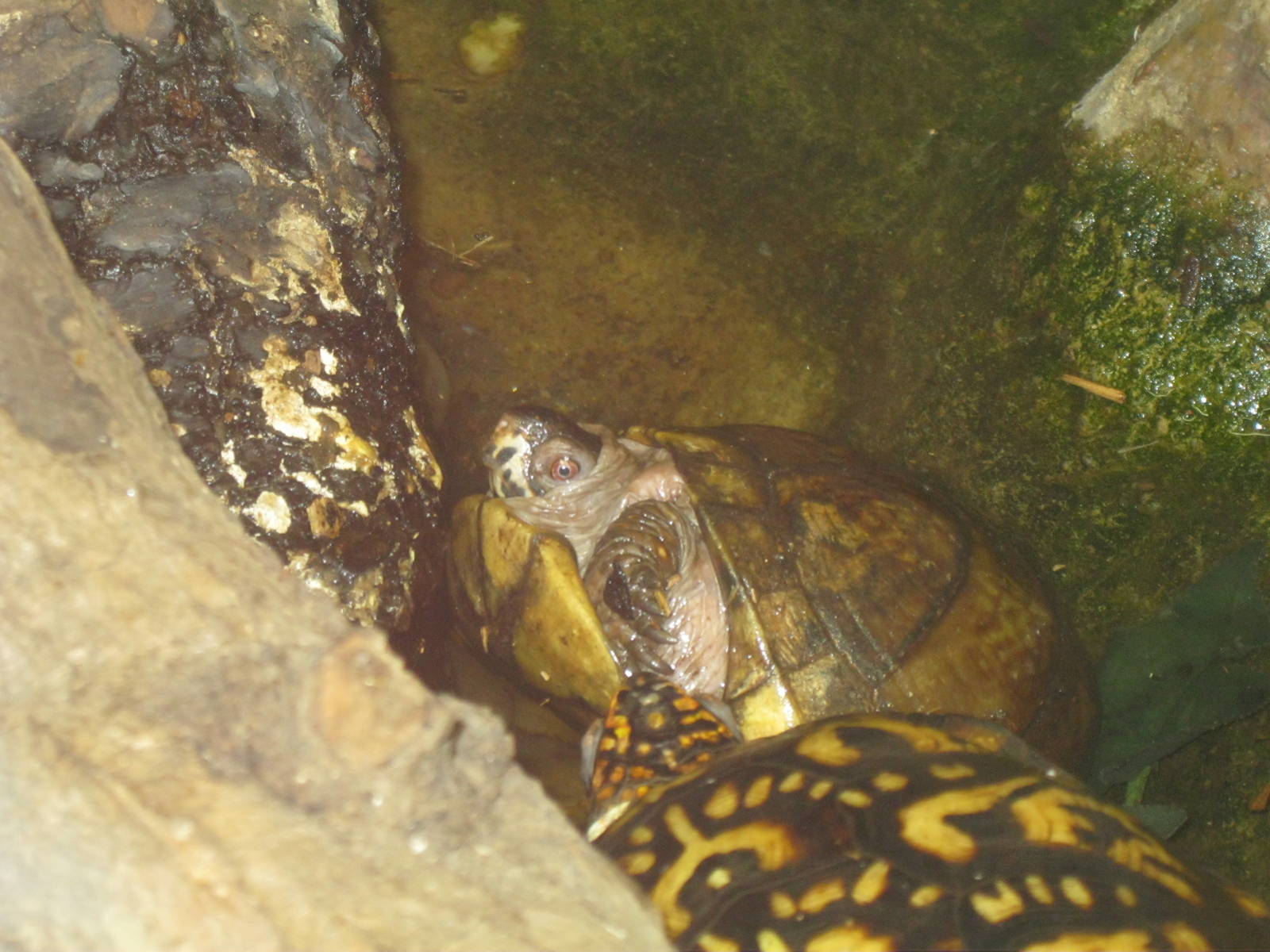 New England Farmyard- Whoops!