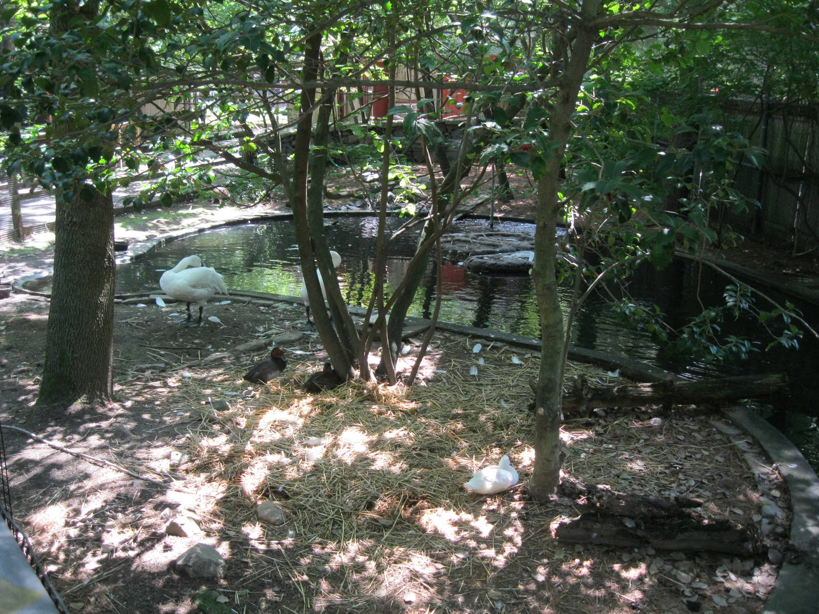 New England Farmyard- Wild Waterfowl Pond