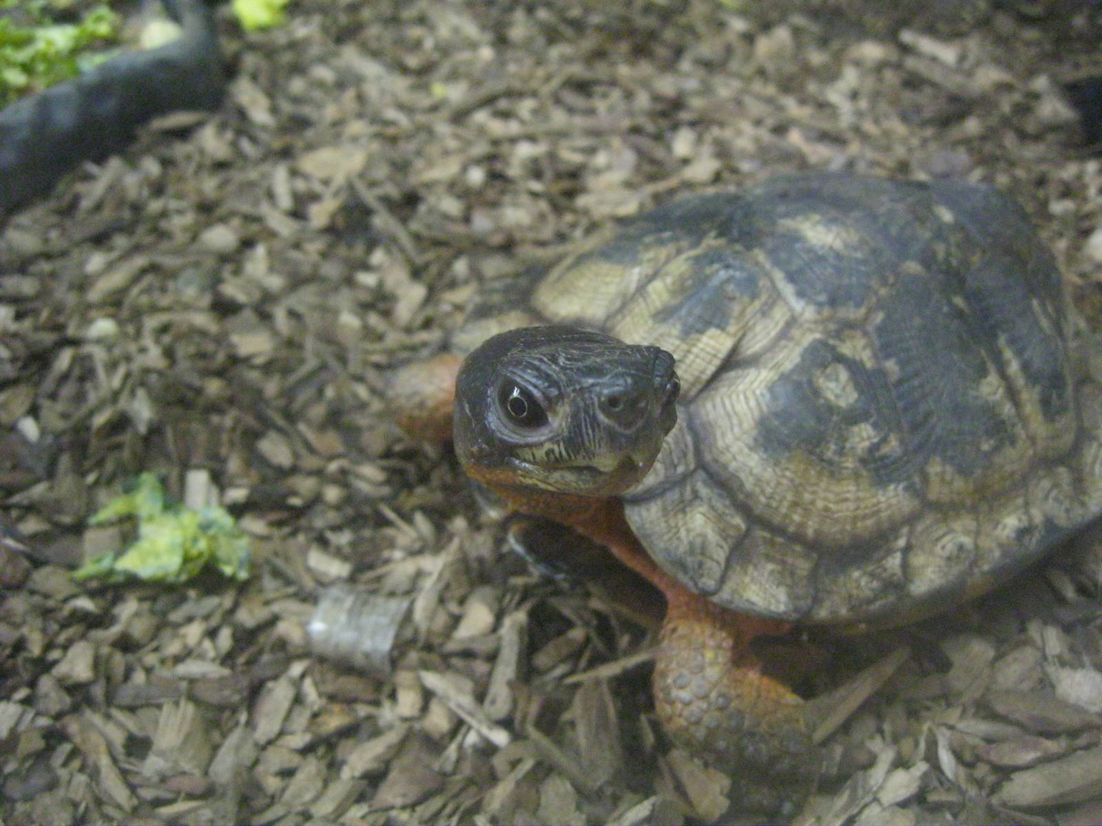New England Farmyard- Wood Turtle