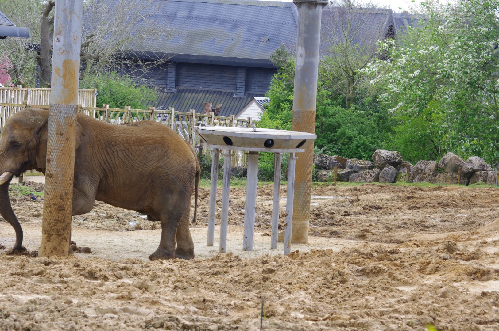 New enrichment feeding device in the bull paddock at Elephant Kingdom- 11/4/2024