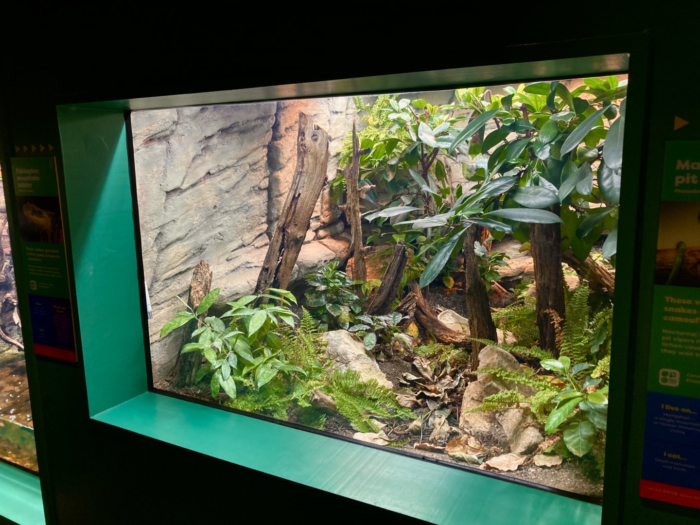 New Ethiopian mountain adder exhibit