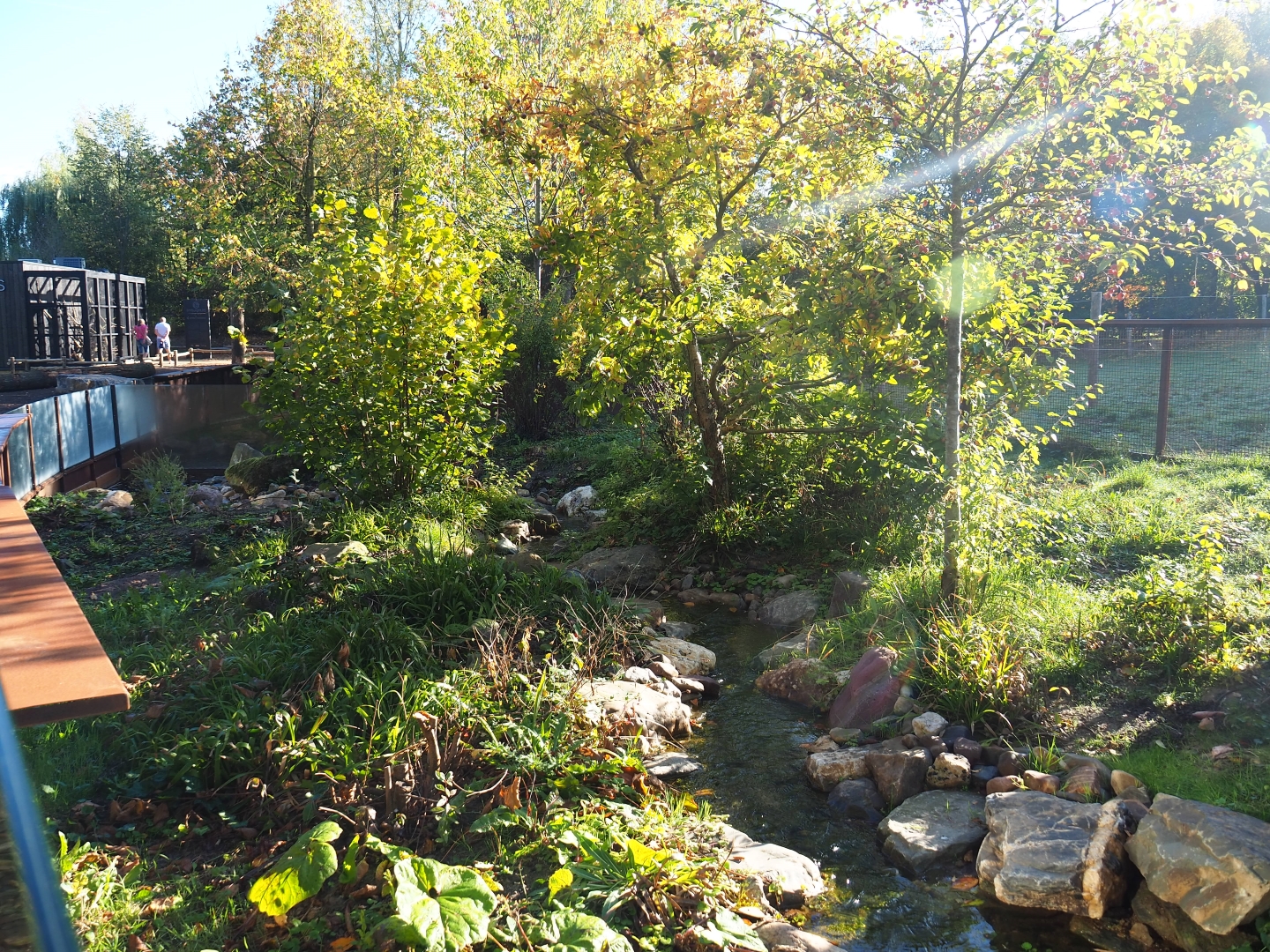 New European mink exhibit - Second of three exhibits (Oct 13th, 2018)