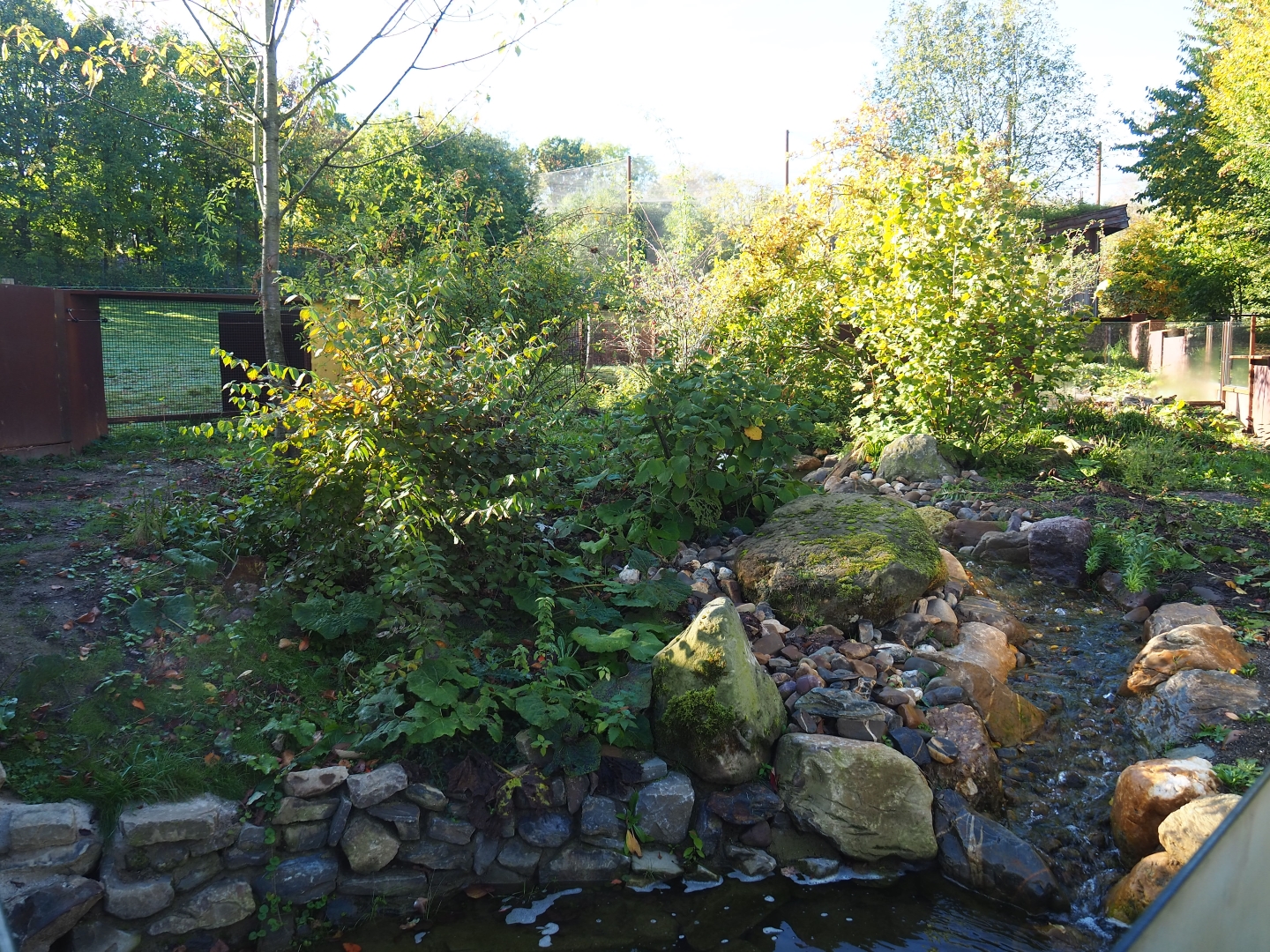 New European mink exhibit - Second of three exhibits (Oct 13th, 2018)