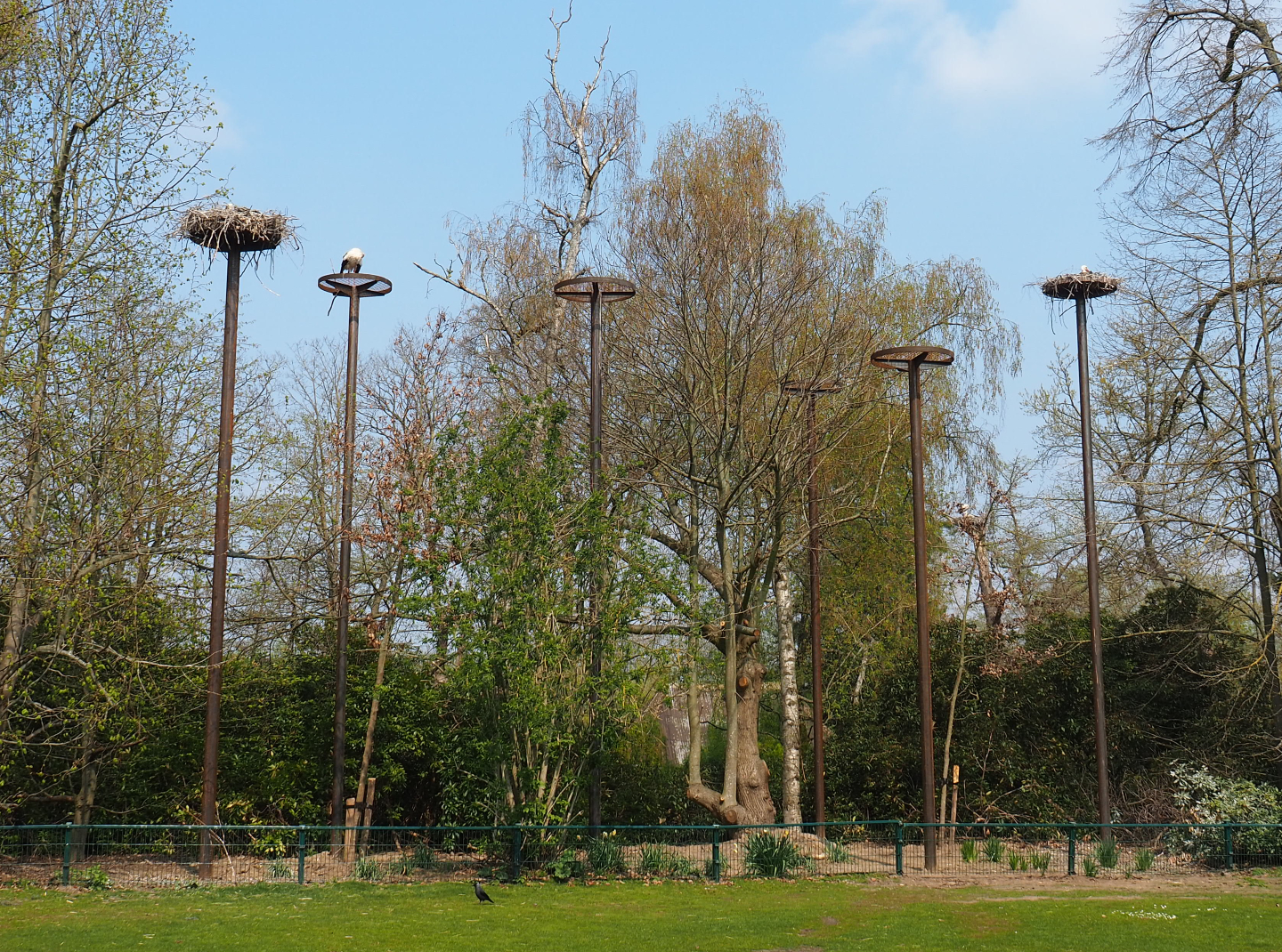 New European white stork nests on poles, 2021-04-20